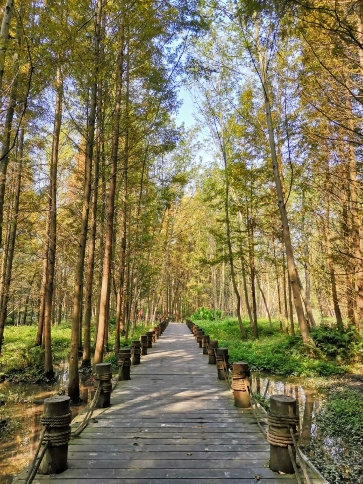 桤木河湿地公园旅行图片