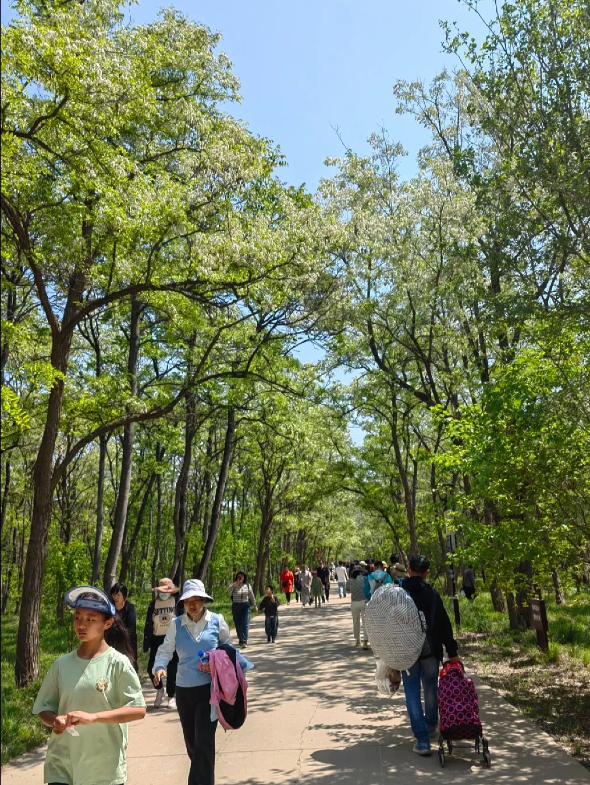 孤岛槐树林温泉旅游区旅行图片