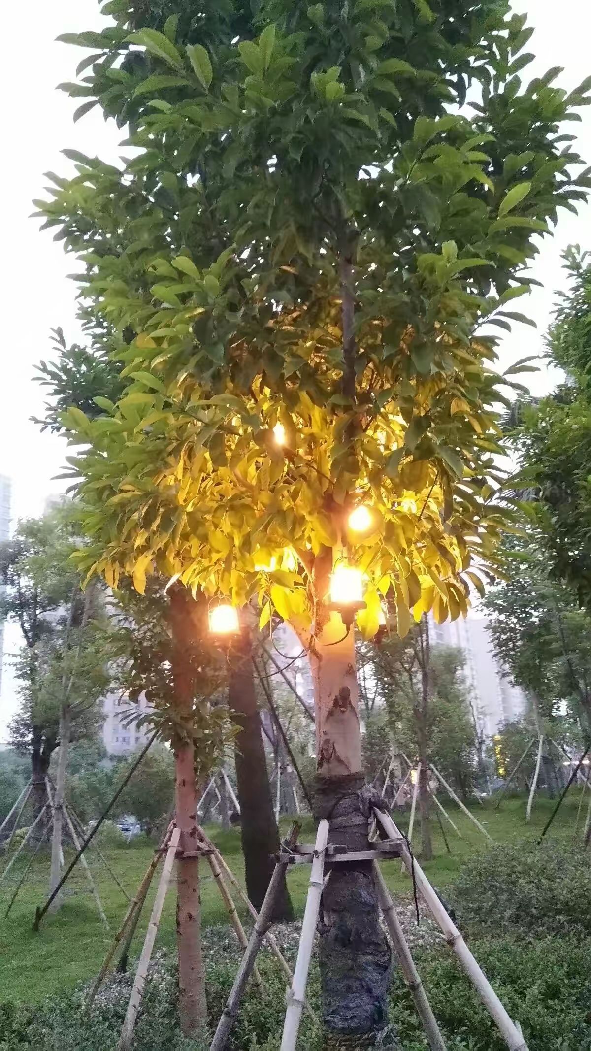 胜利公园旅行图片