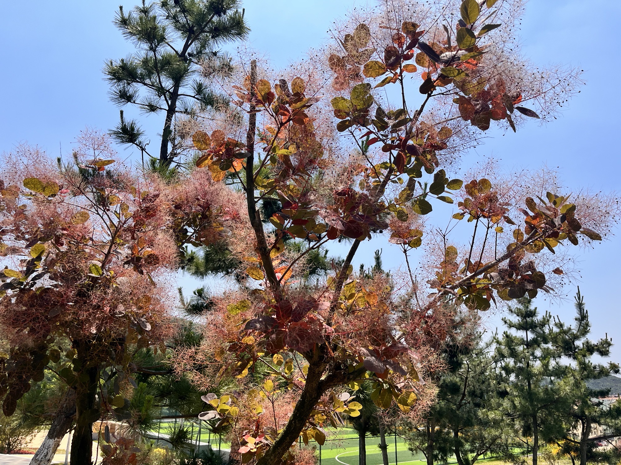 秀山公园