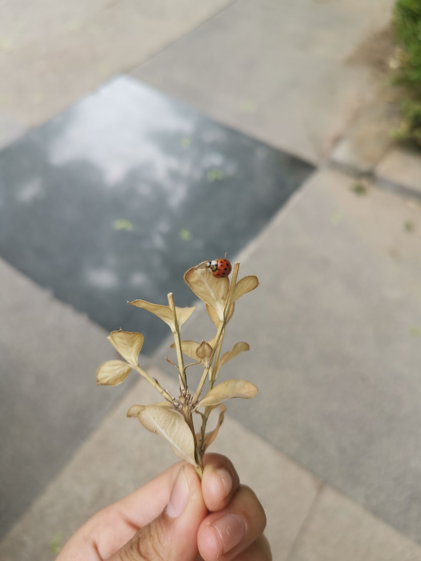 崂山区深圳路体育公园