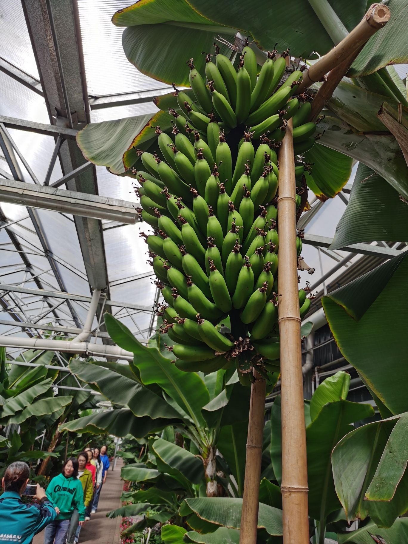 绥滨农场龙府热带植物园区