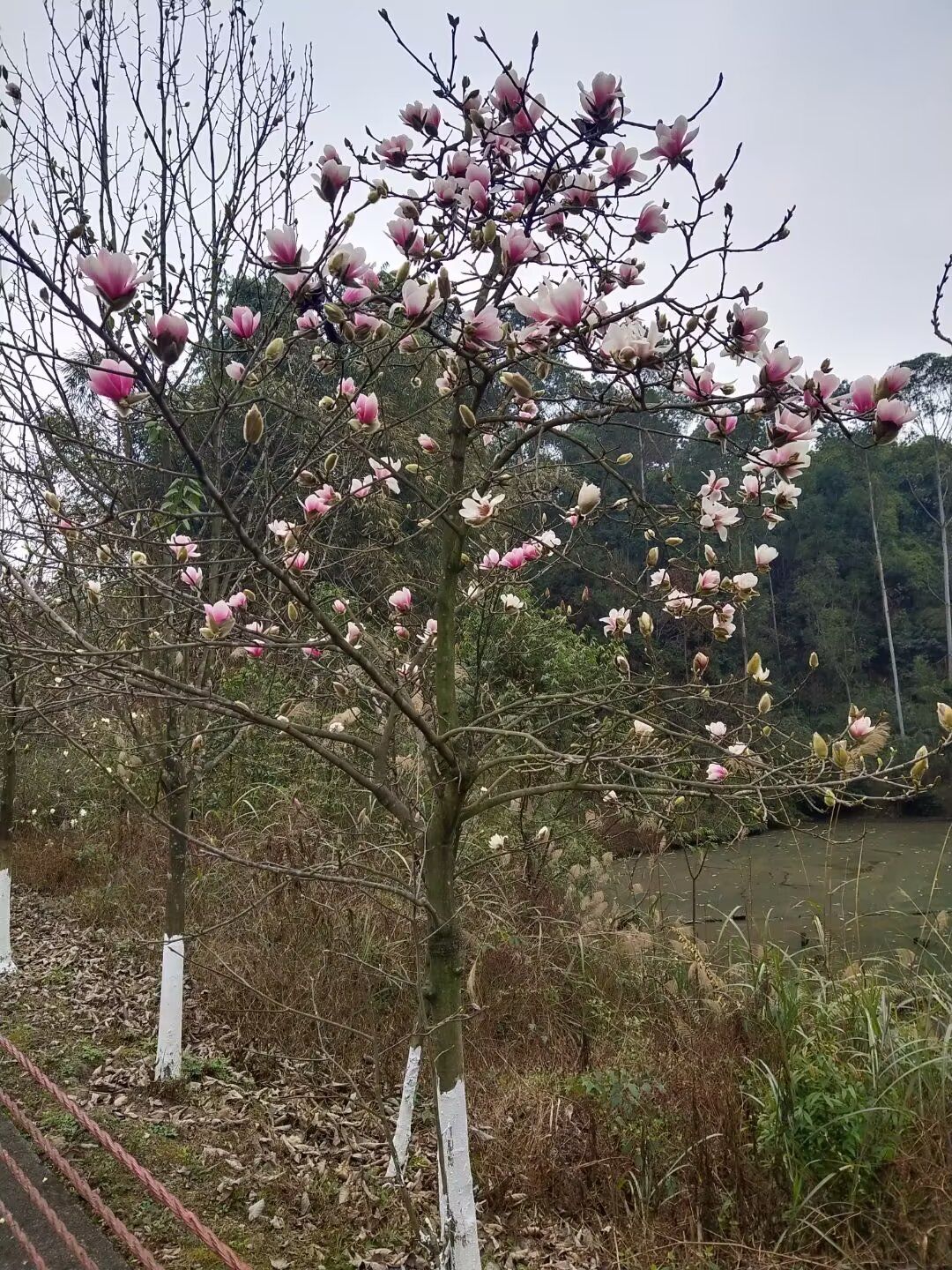 绿心公园旅行图片
