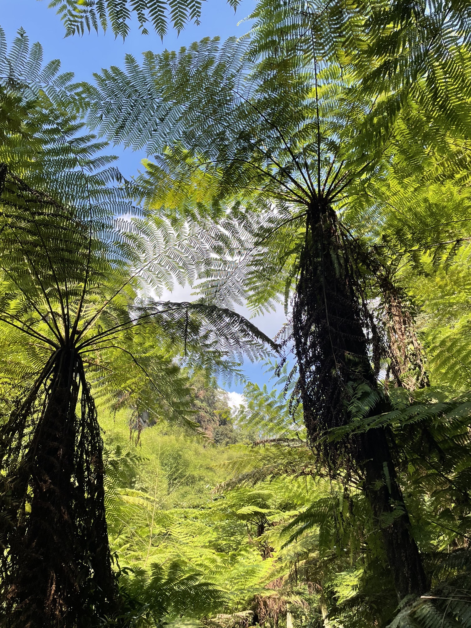 乐山西坝镇桫椤大峡谷(暂停开放)旅行图片