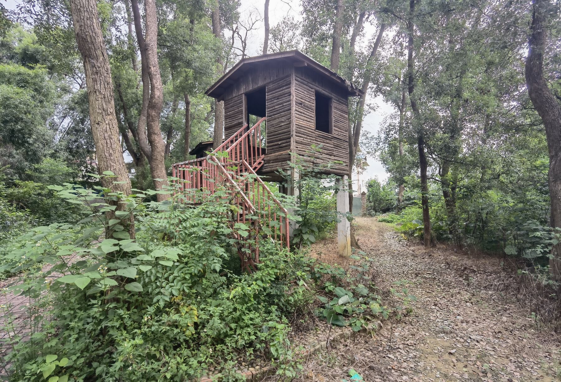 柳北区黄土村樟树林
