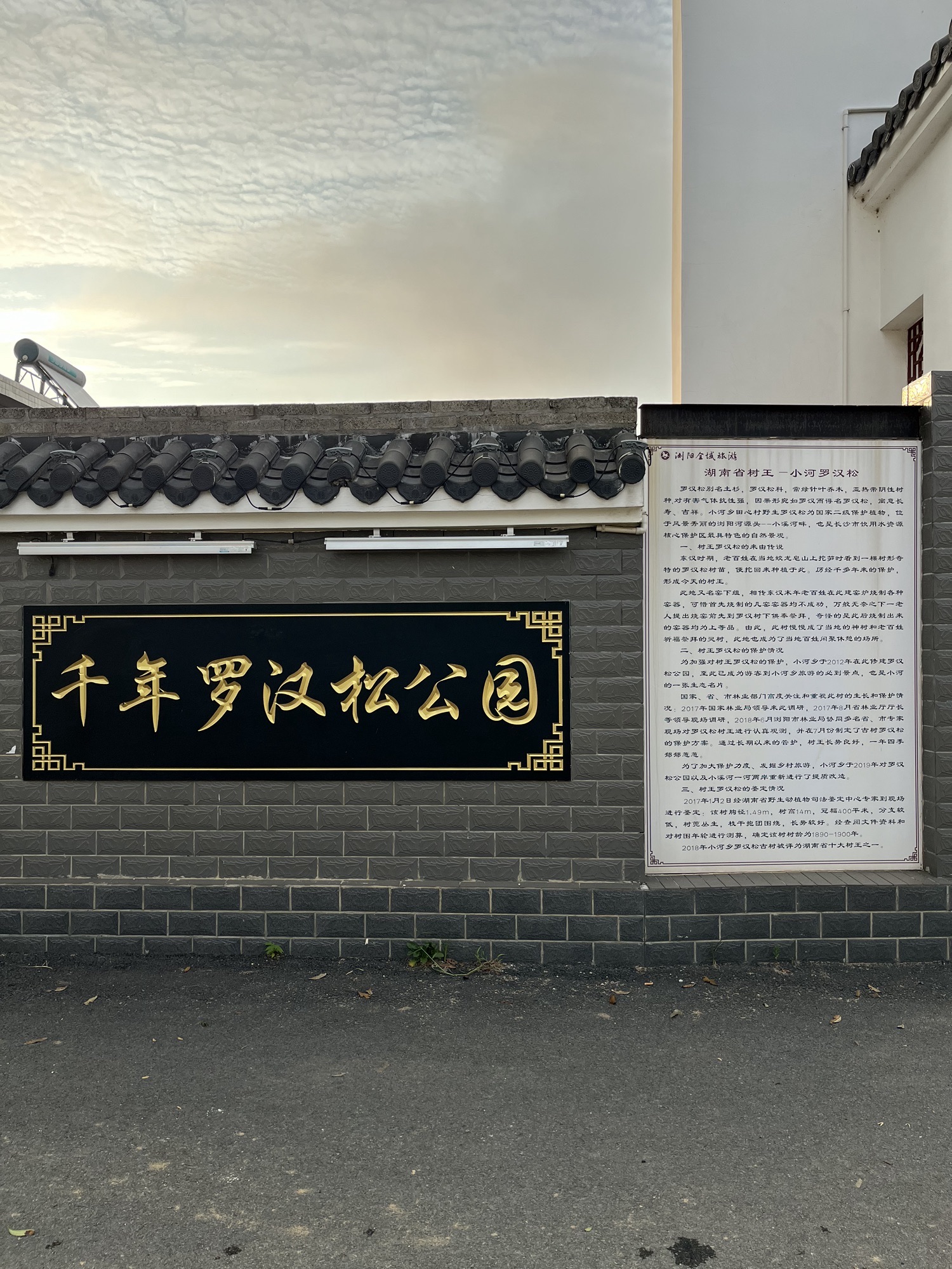 千年罗汉松公园旅行图片