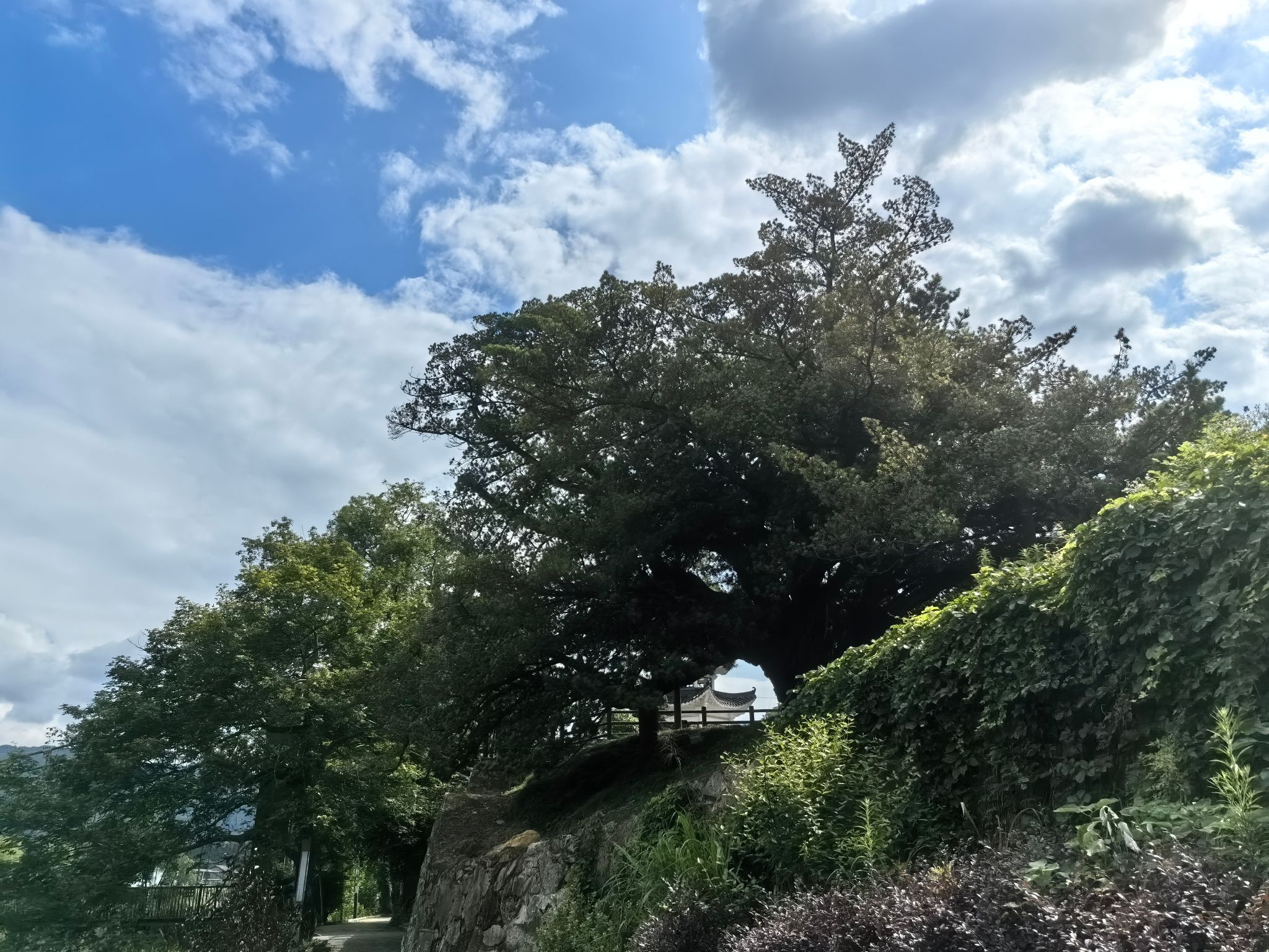 千年罗汉松公园旅行图片