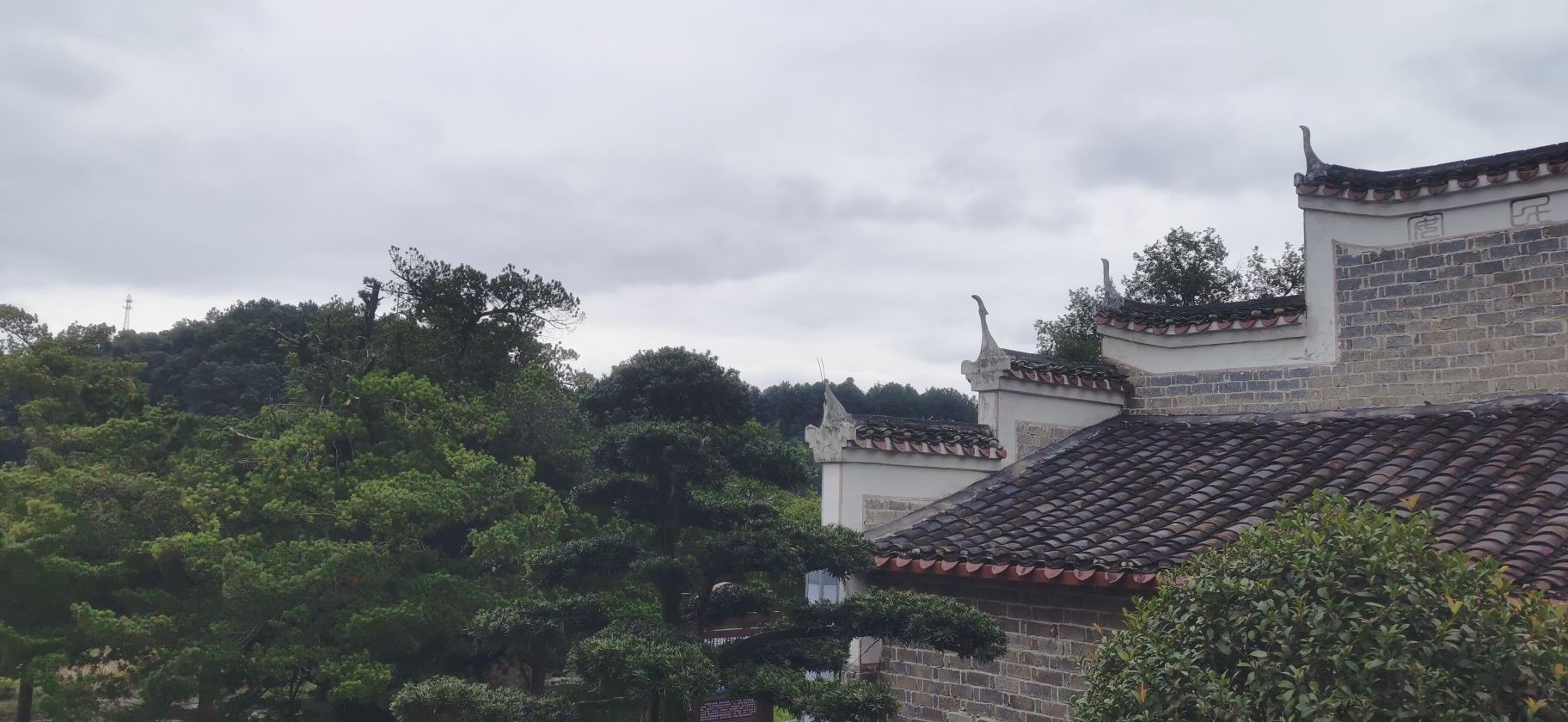 千年罗汉松公园旅行图片