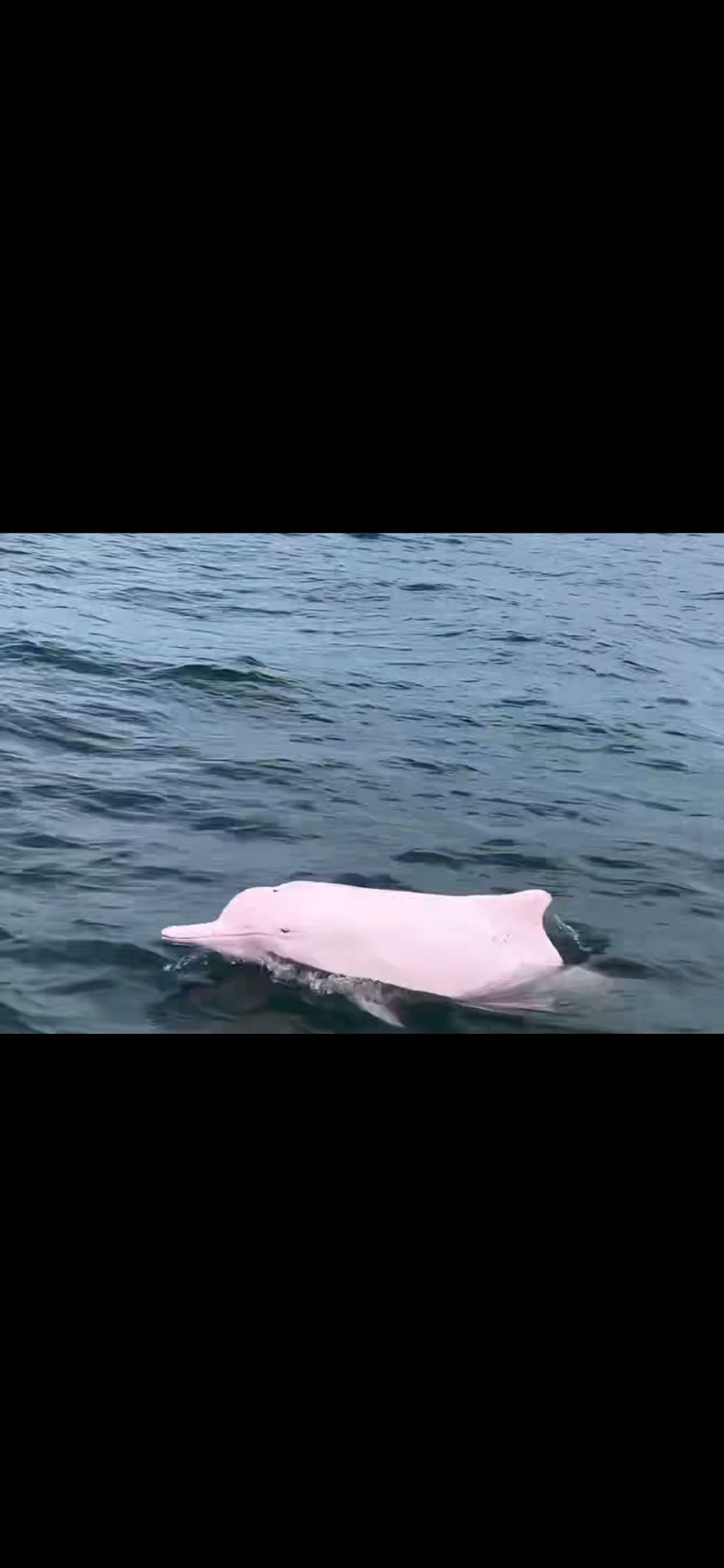 湛江东海龟头村海豚湾旅行图片