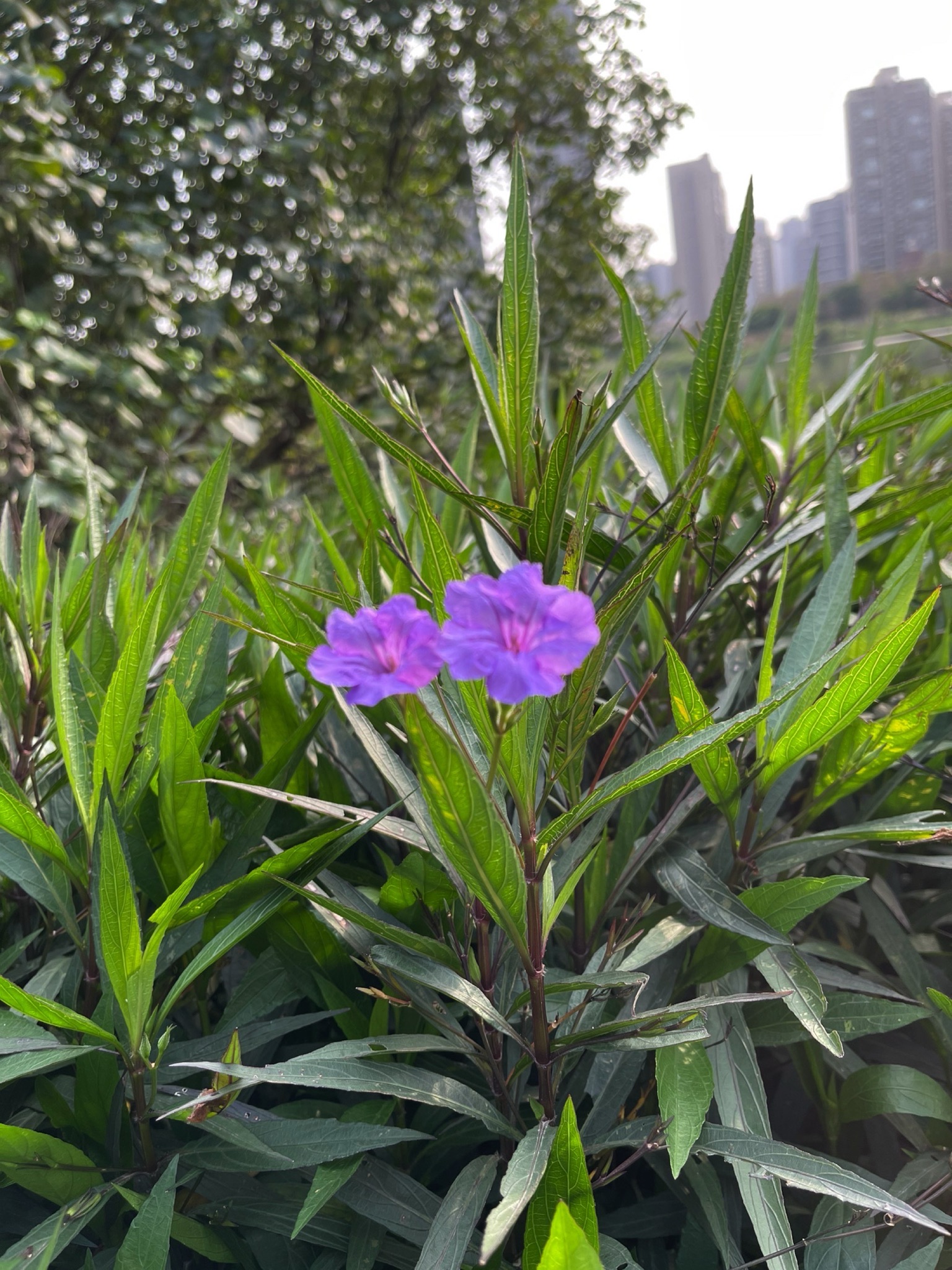 情侣公园旅行图片