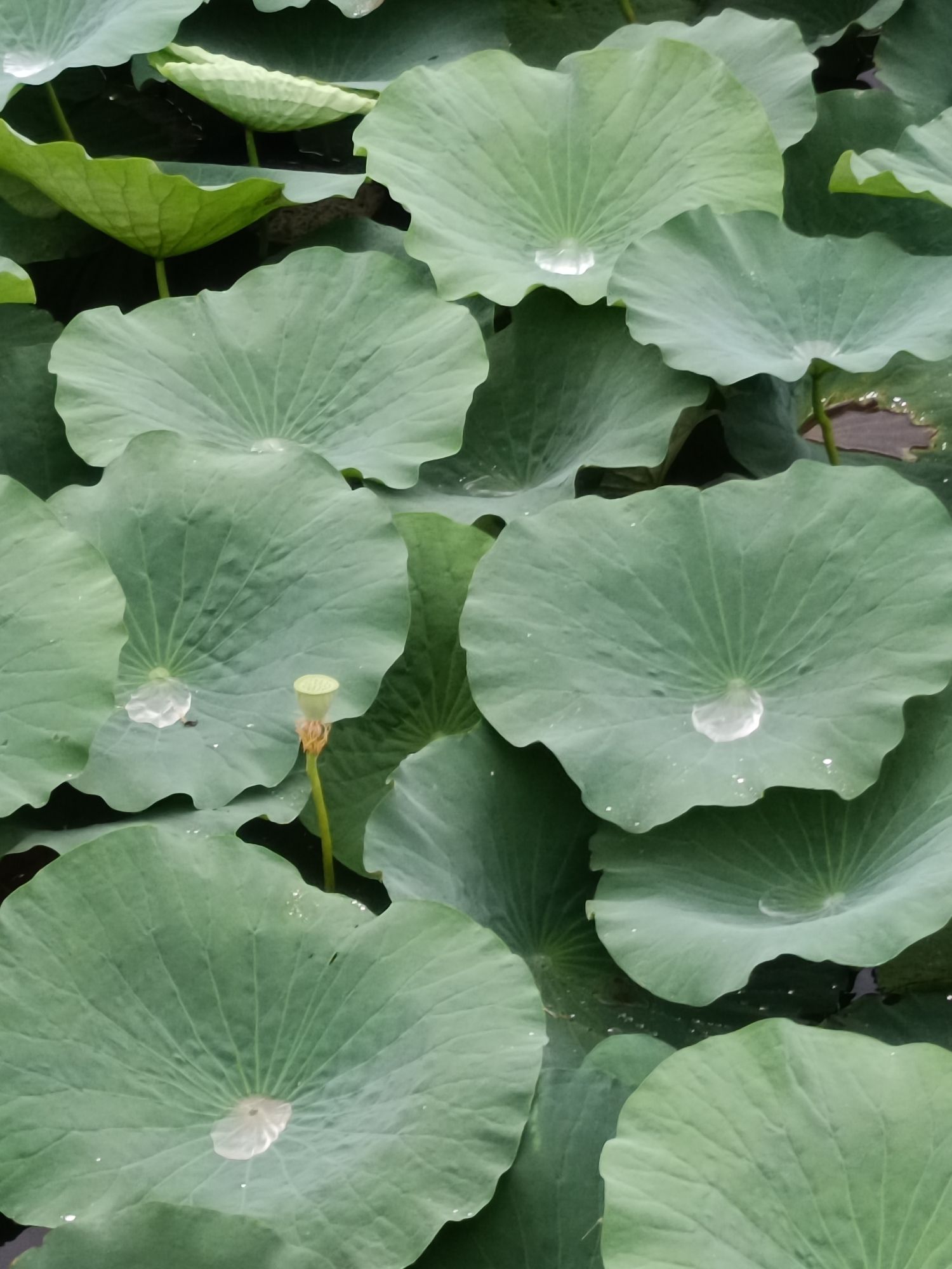 禹城徒骇河国家湿地公园旅行图片