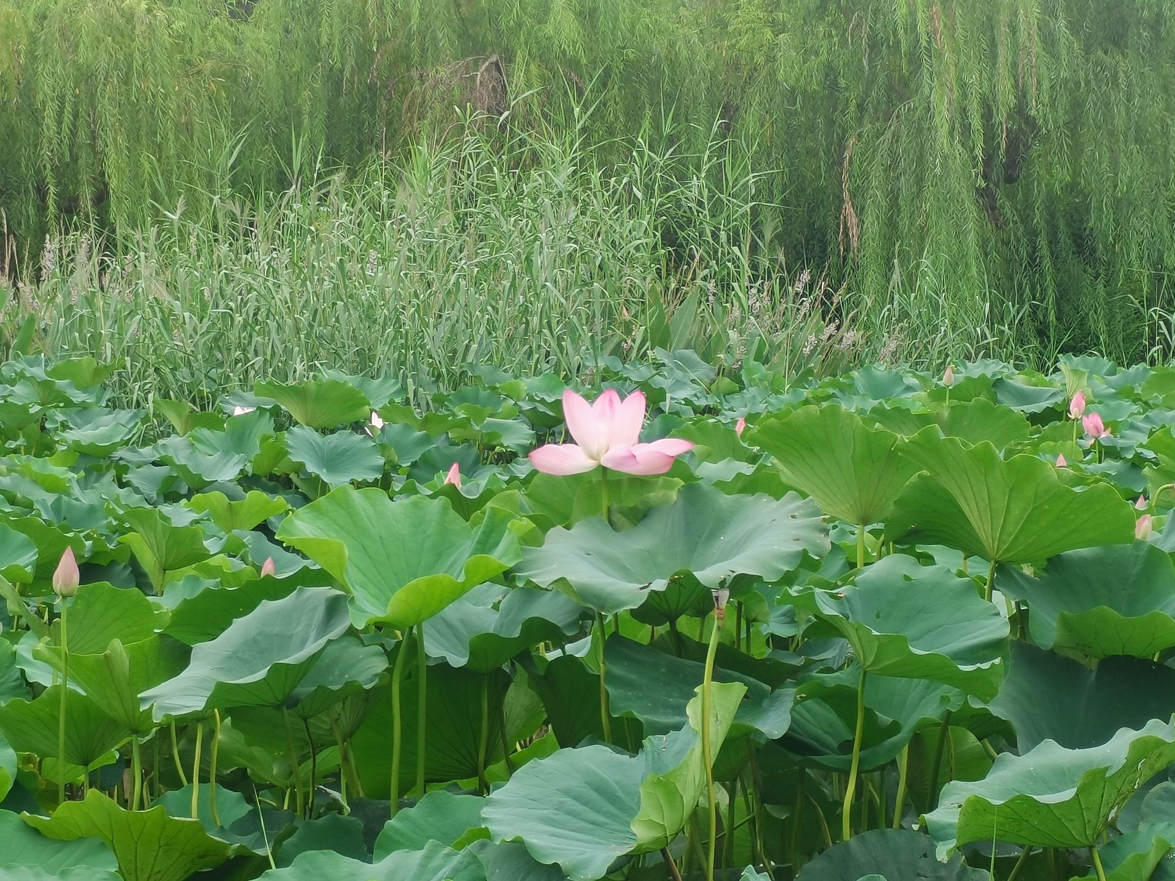 禹城徒骇河国家湿地公园旅行图片