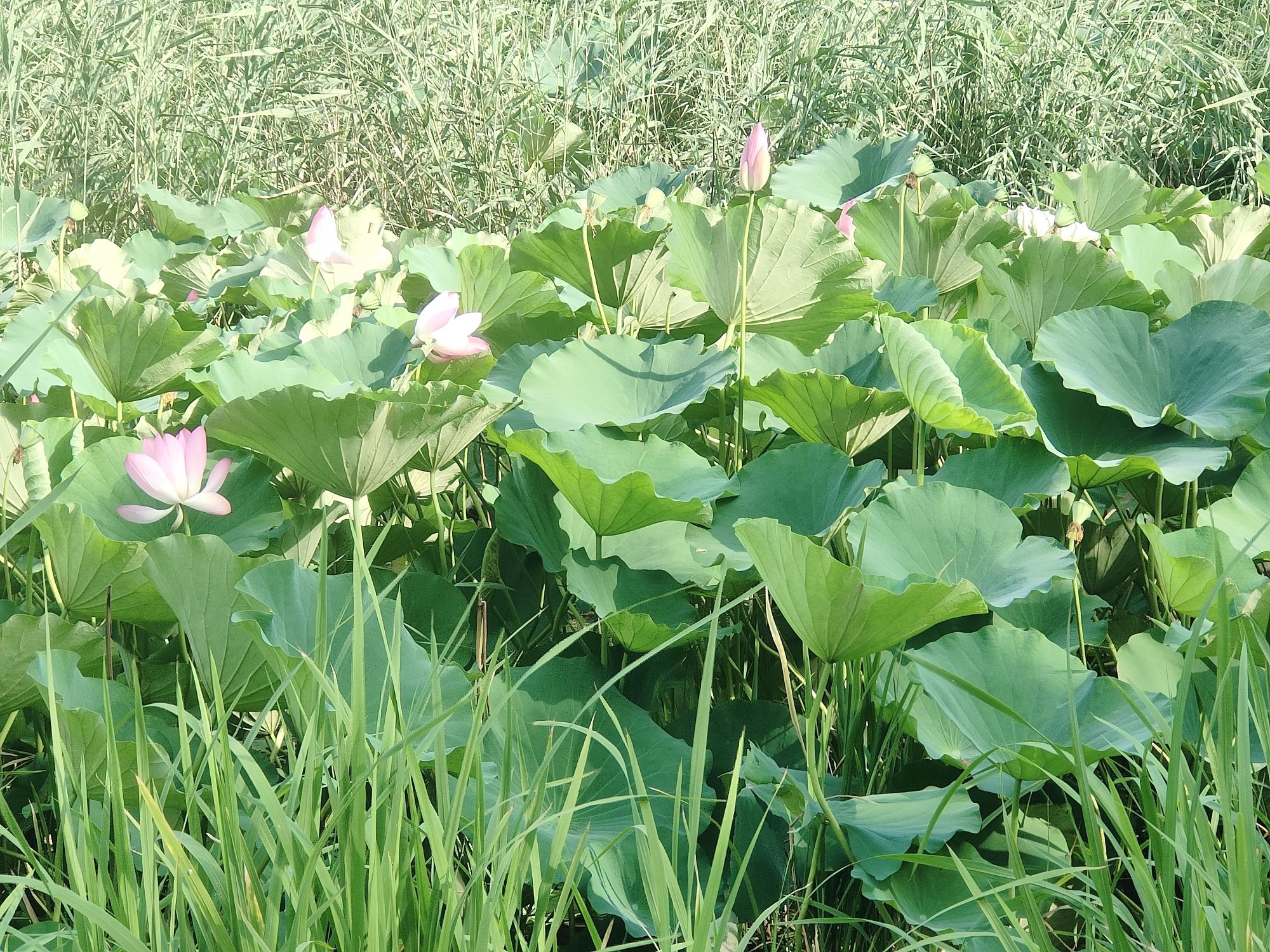 禹城徒骇河国家湿地公园旅行图片
