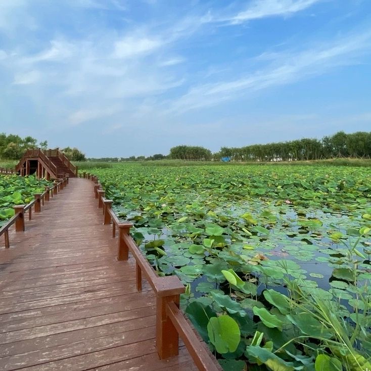 禹城徒骇河国家湿地公园旅行图片