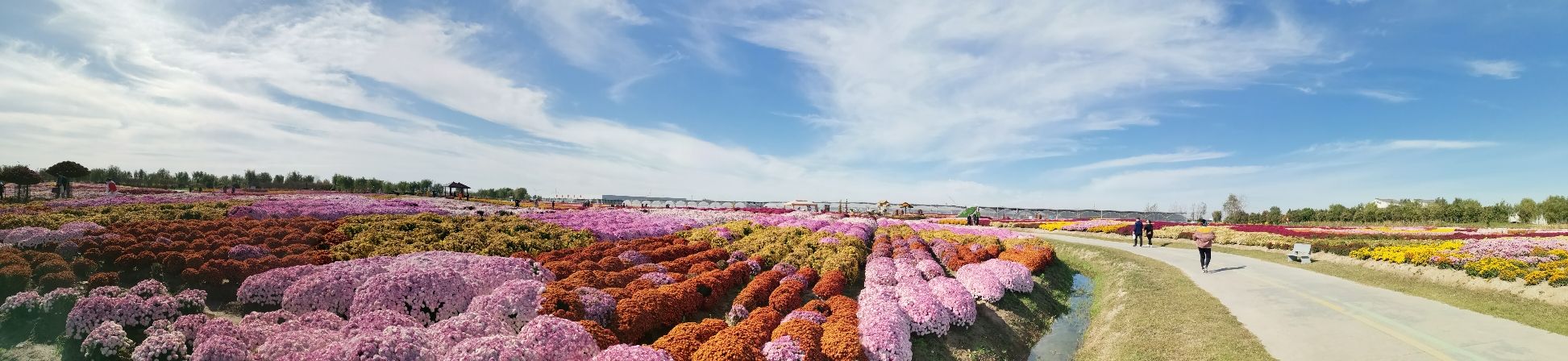 鹤乡菊海旅行图片