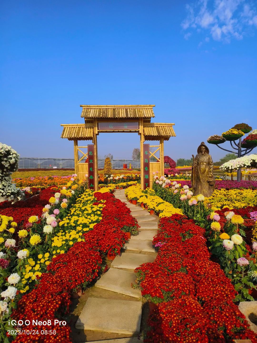 鹤乡菊海旅行图片