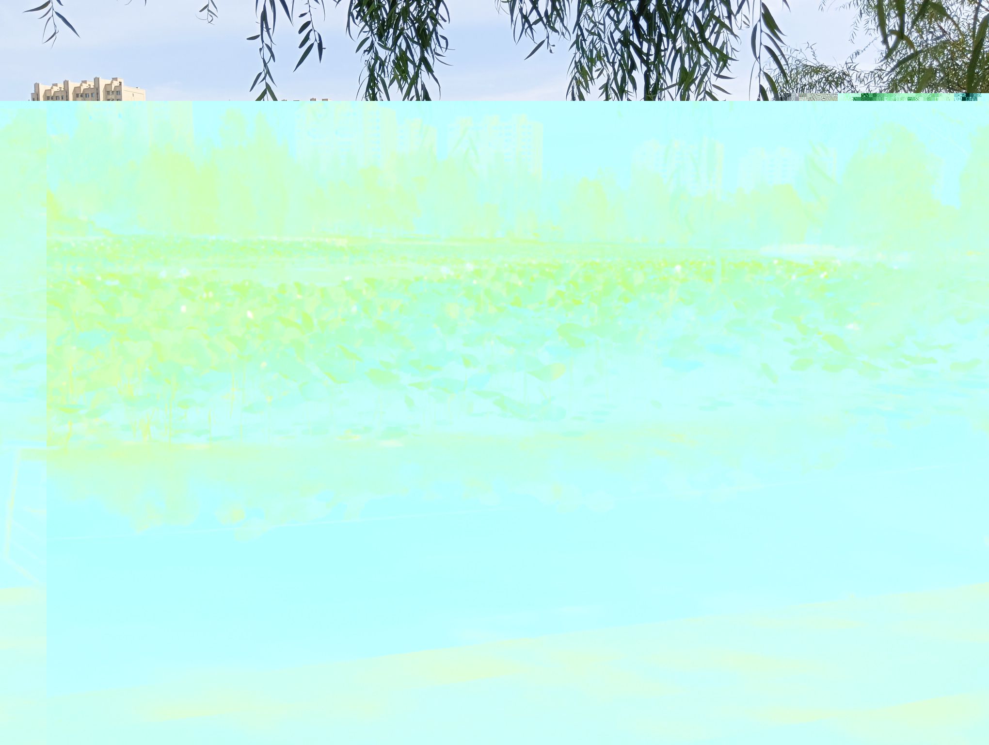 锦湖湿地公园