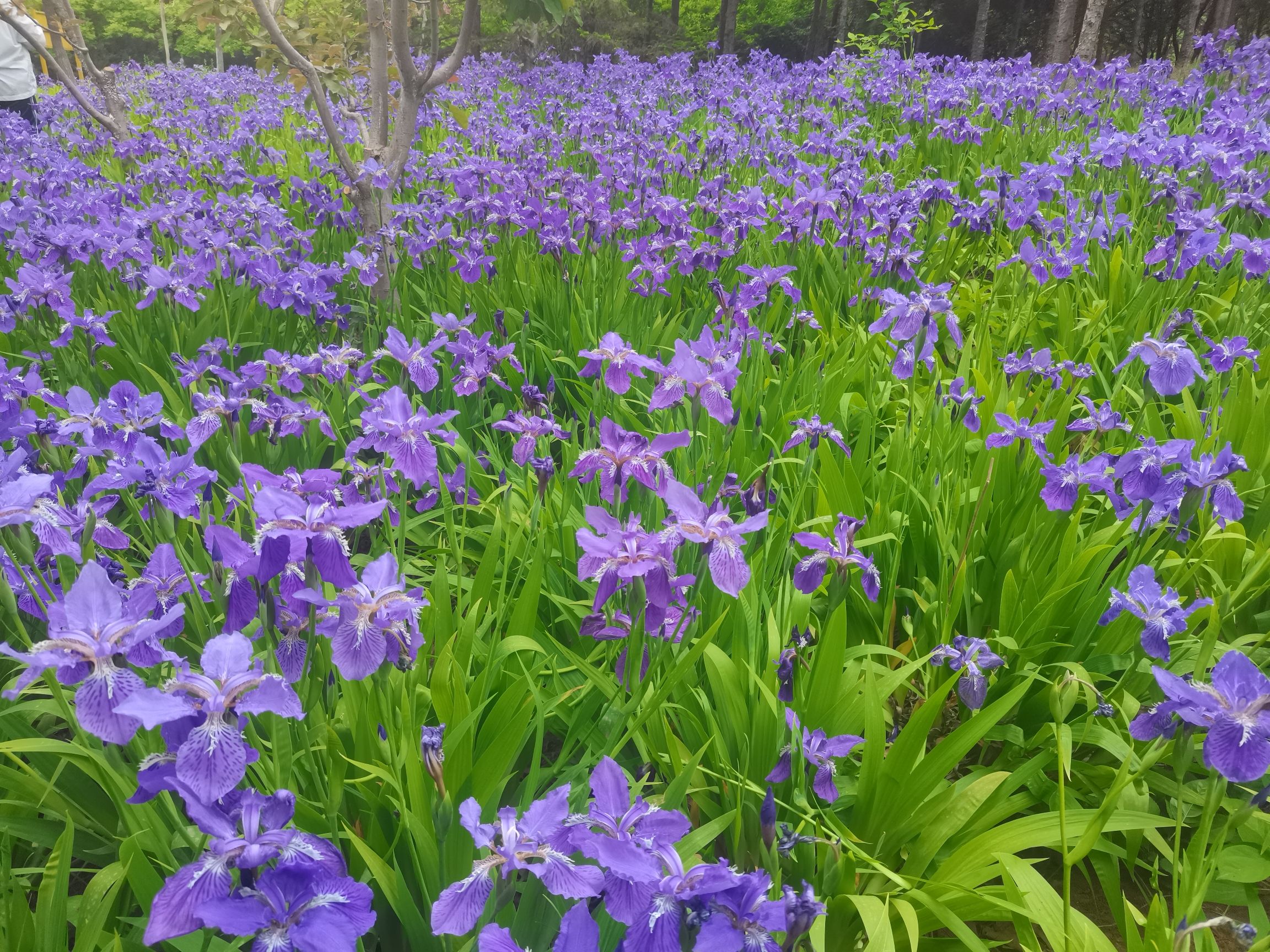 莱芜植物园旅行图片