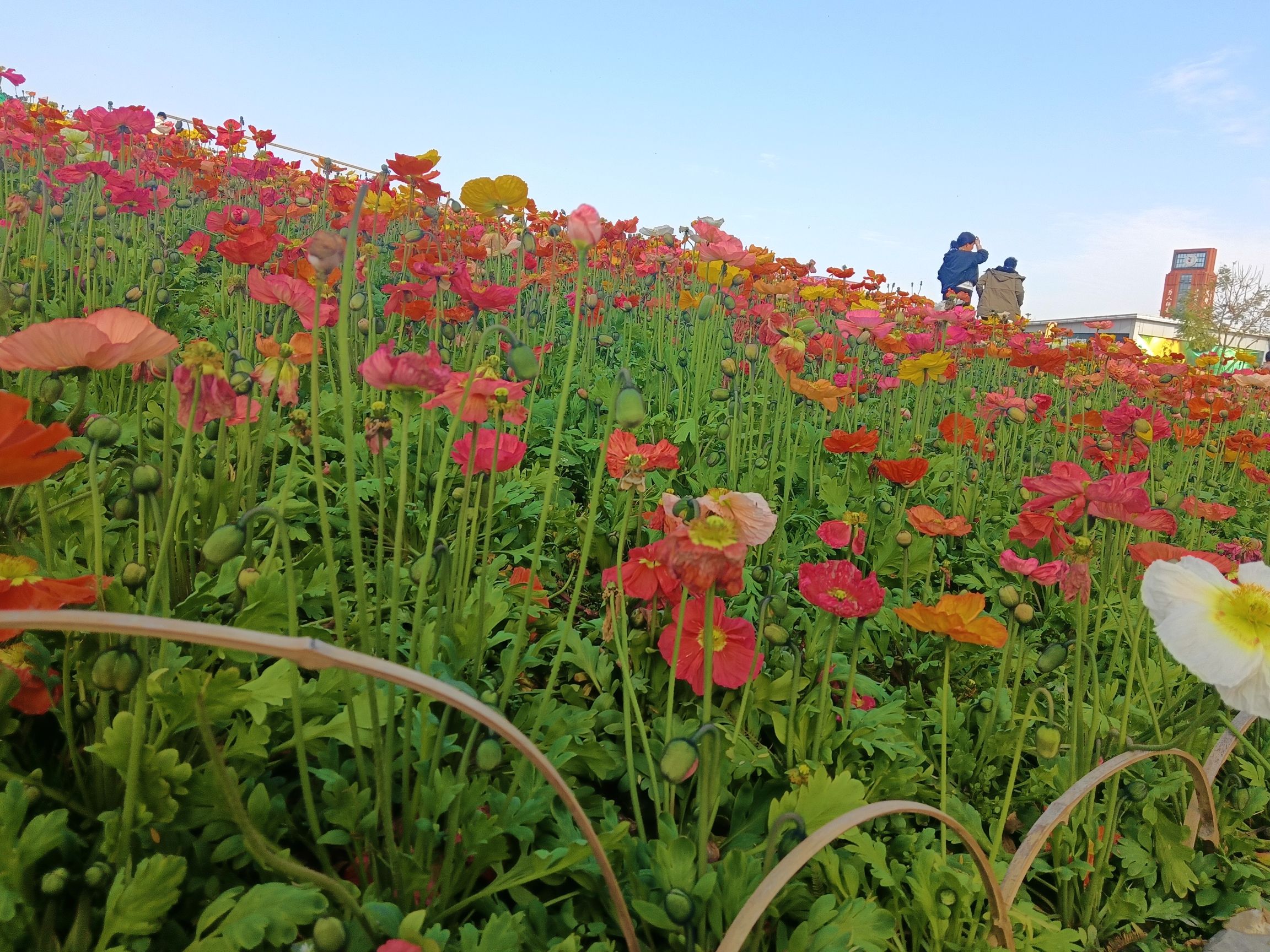 音乐·百花谷旅行图片
