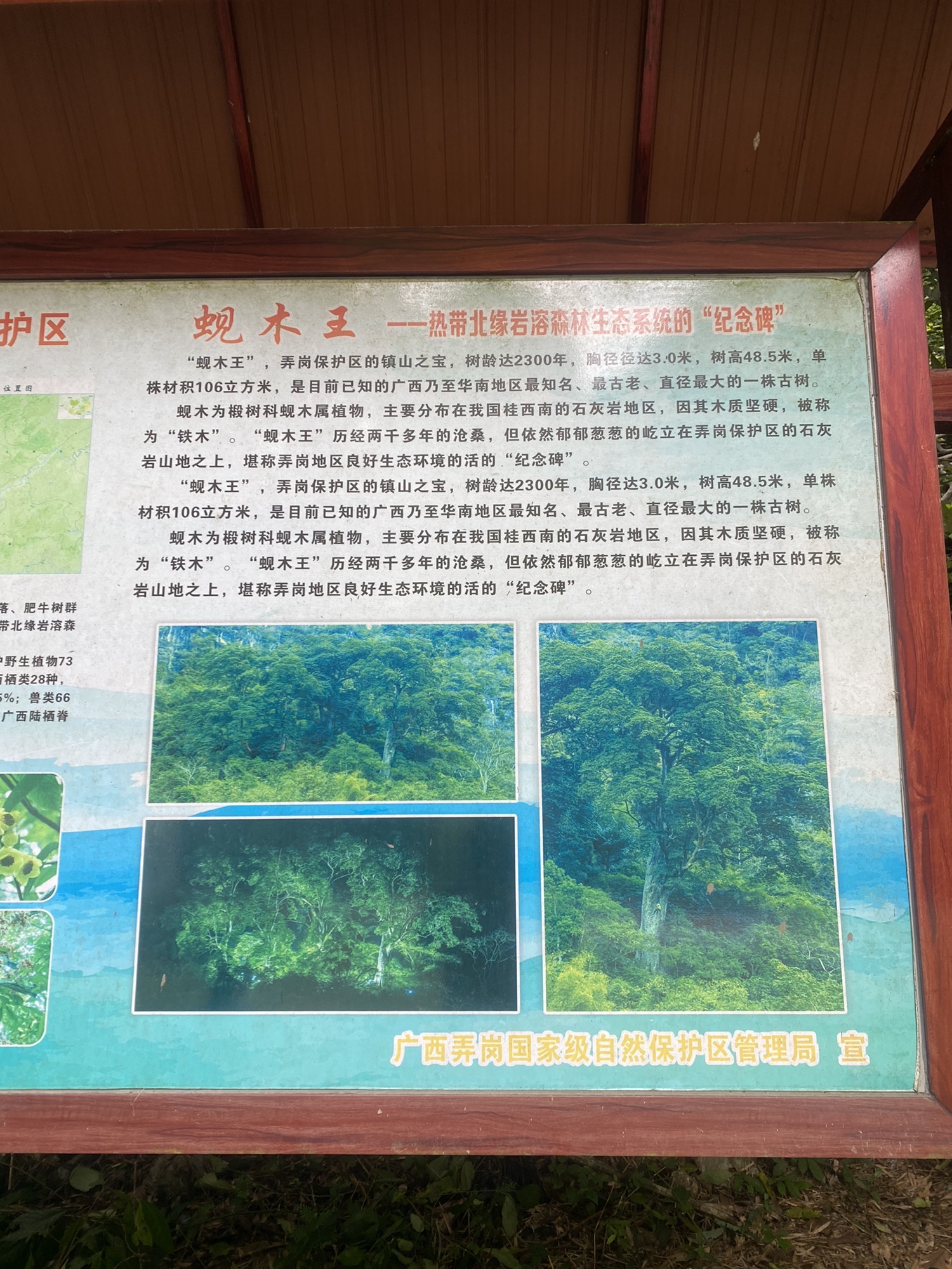 龙州蚬木王旅行图片