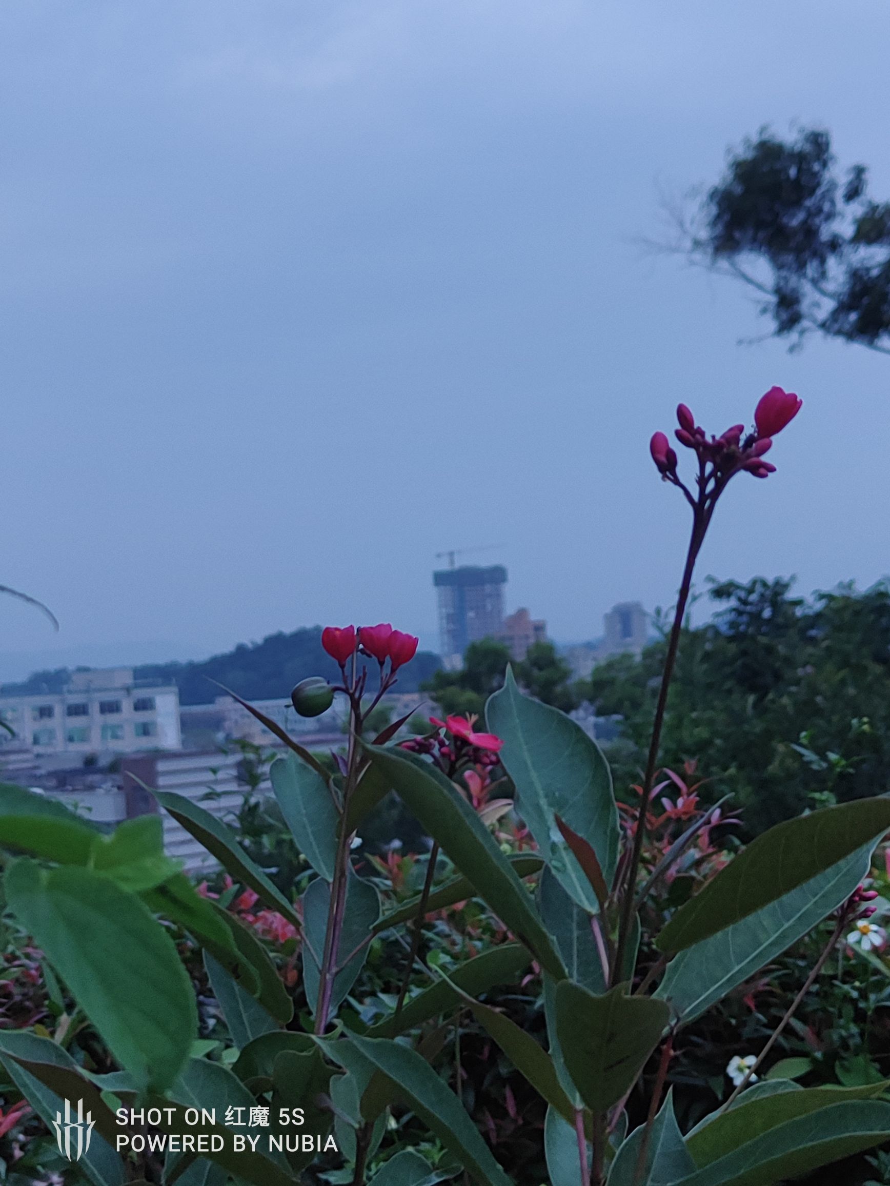 黄背坑公园旅行图片