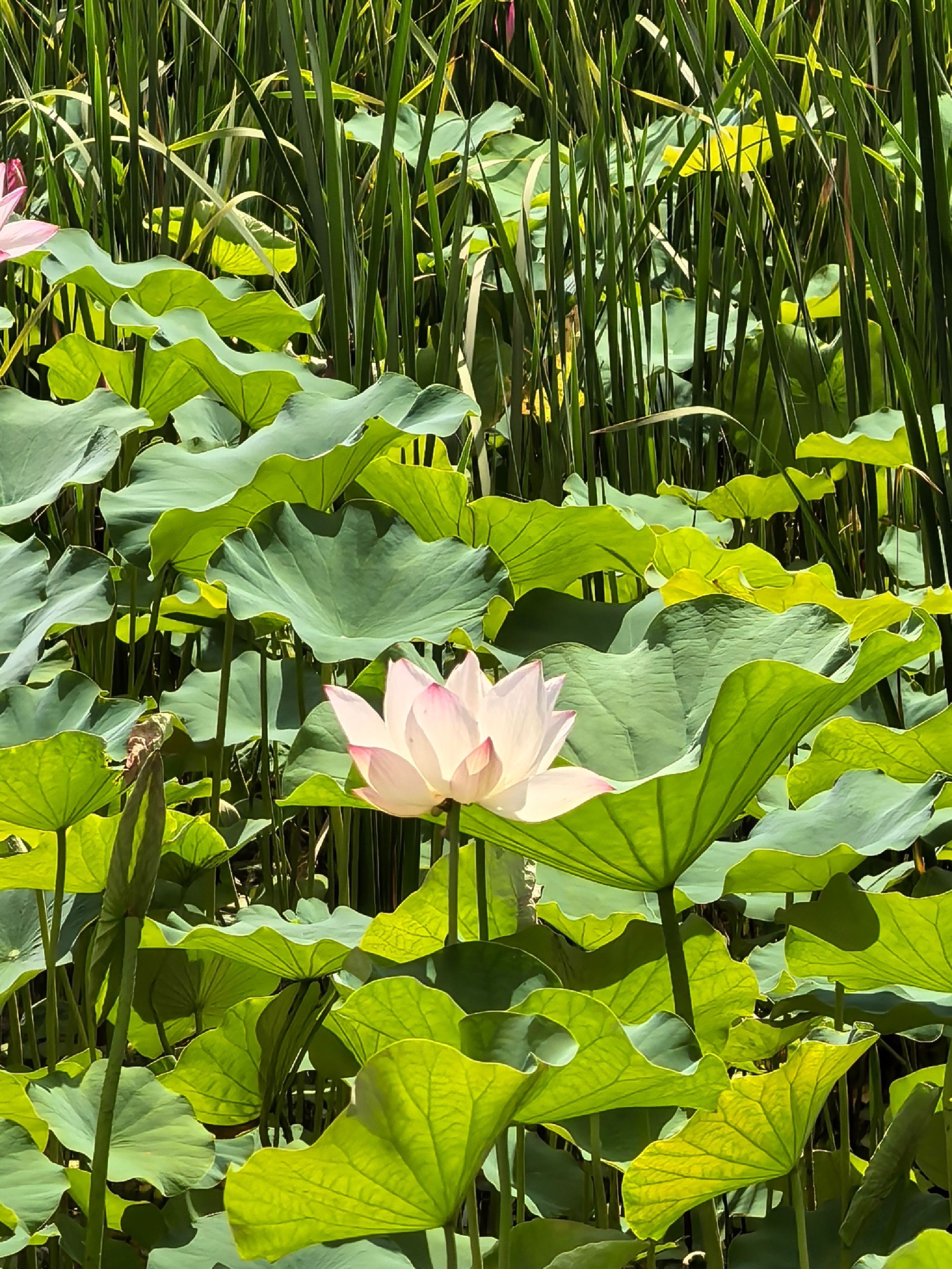 圣莲岛景区旅行图片
