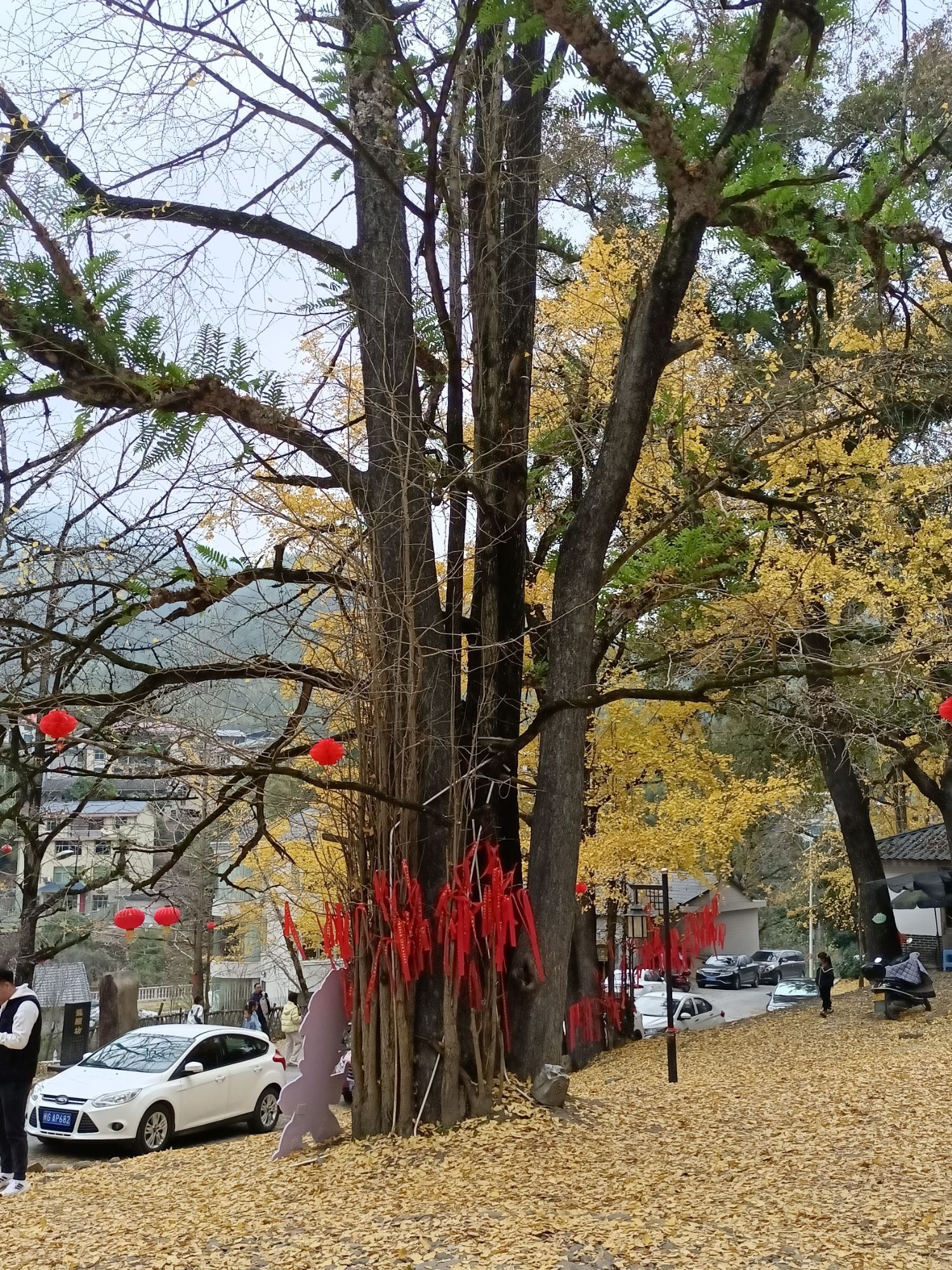 银杏公园