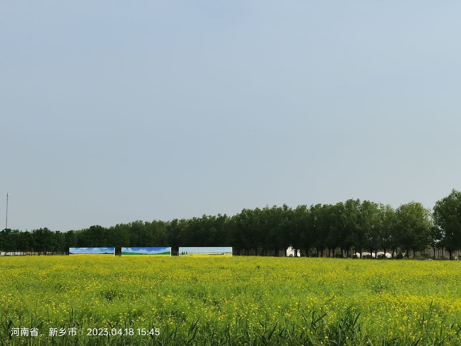陈桥湿地风景区旅行图片