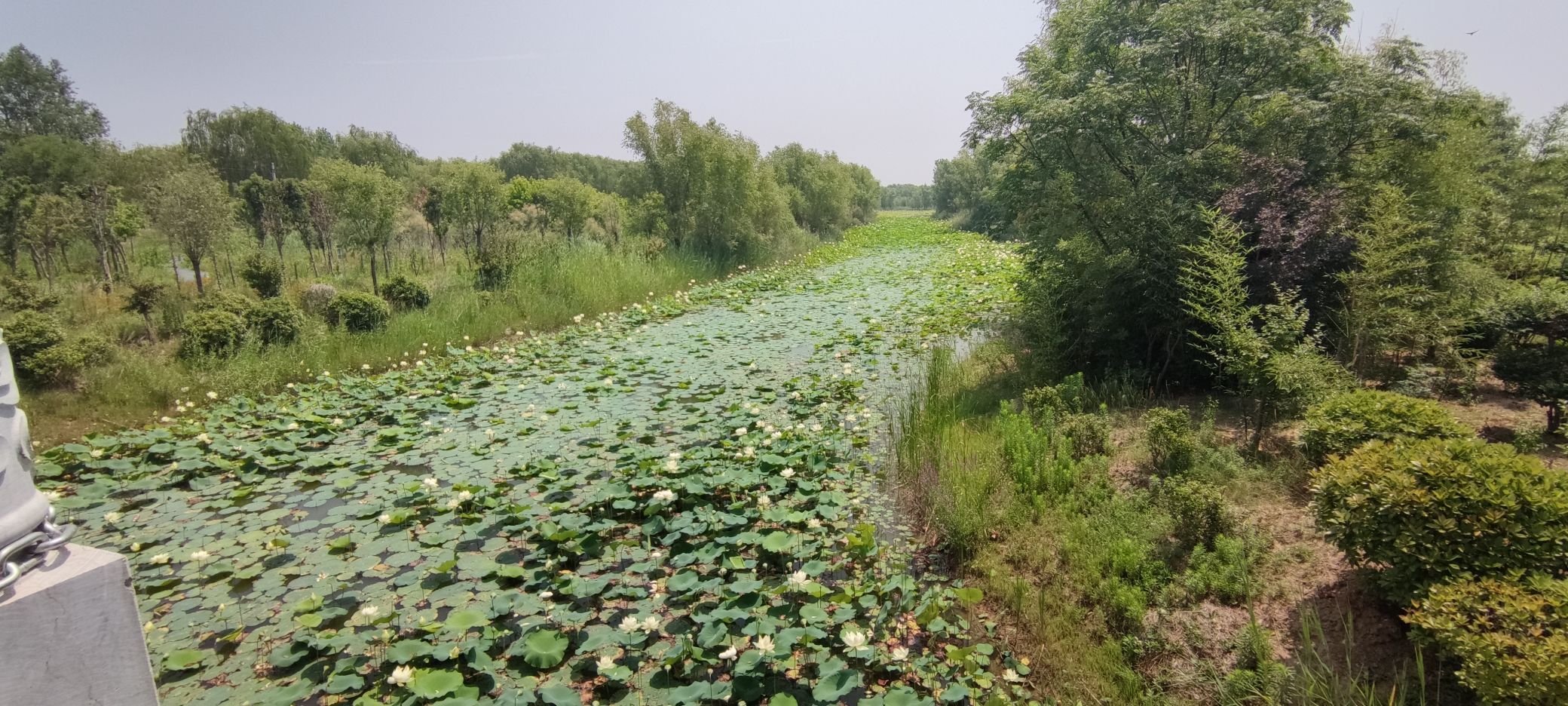 陈桥湿地风景区旅行图片