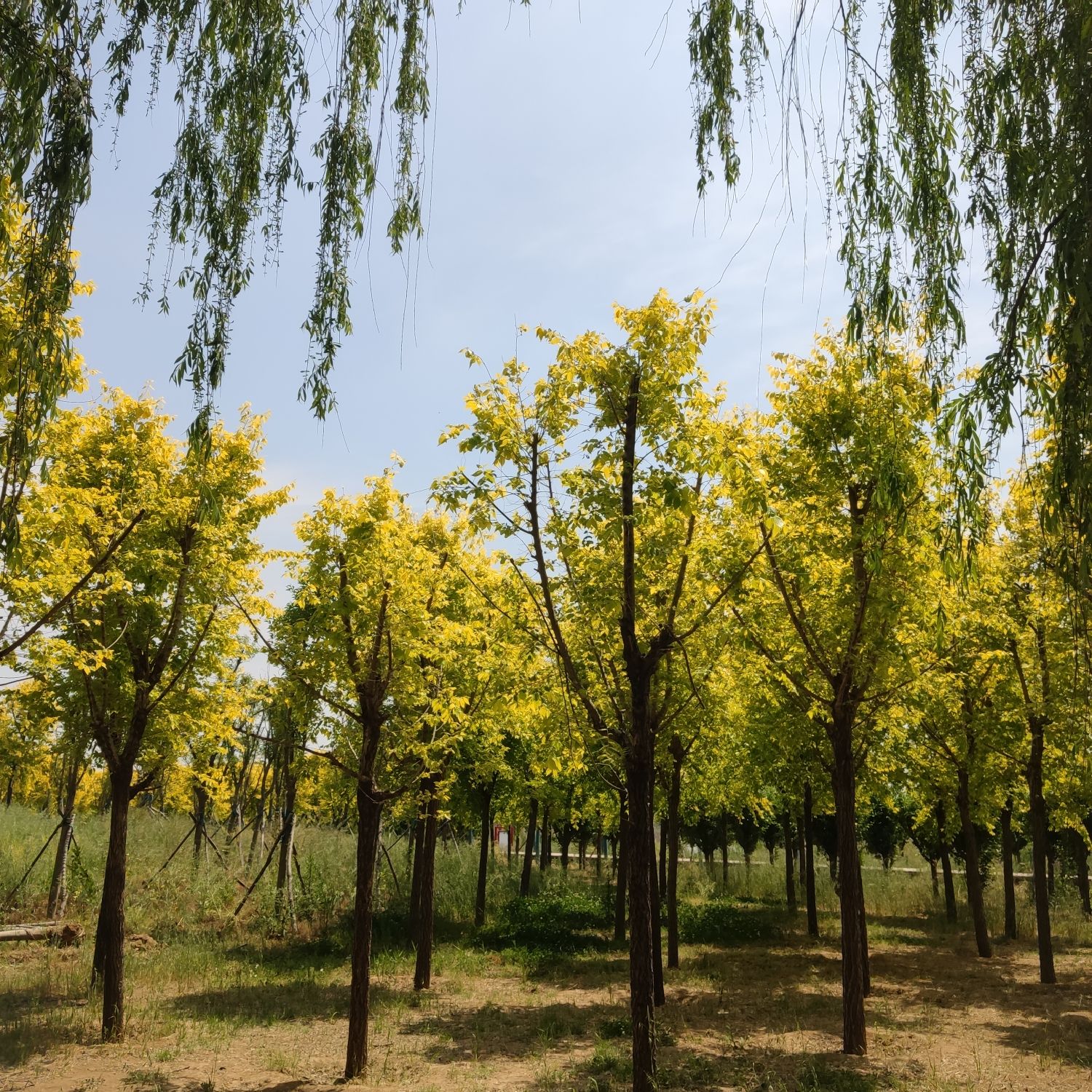 陈桥湿地风景区旅行图片