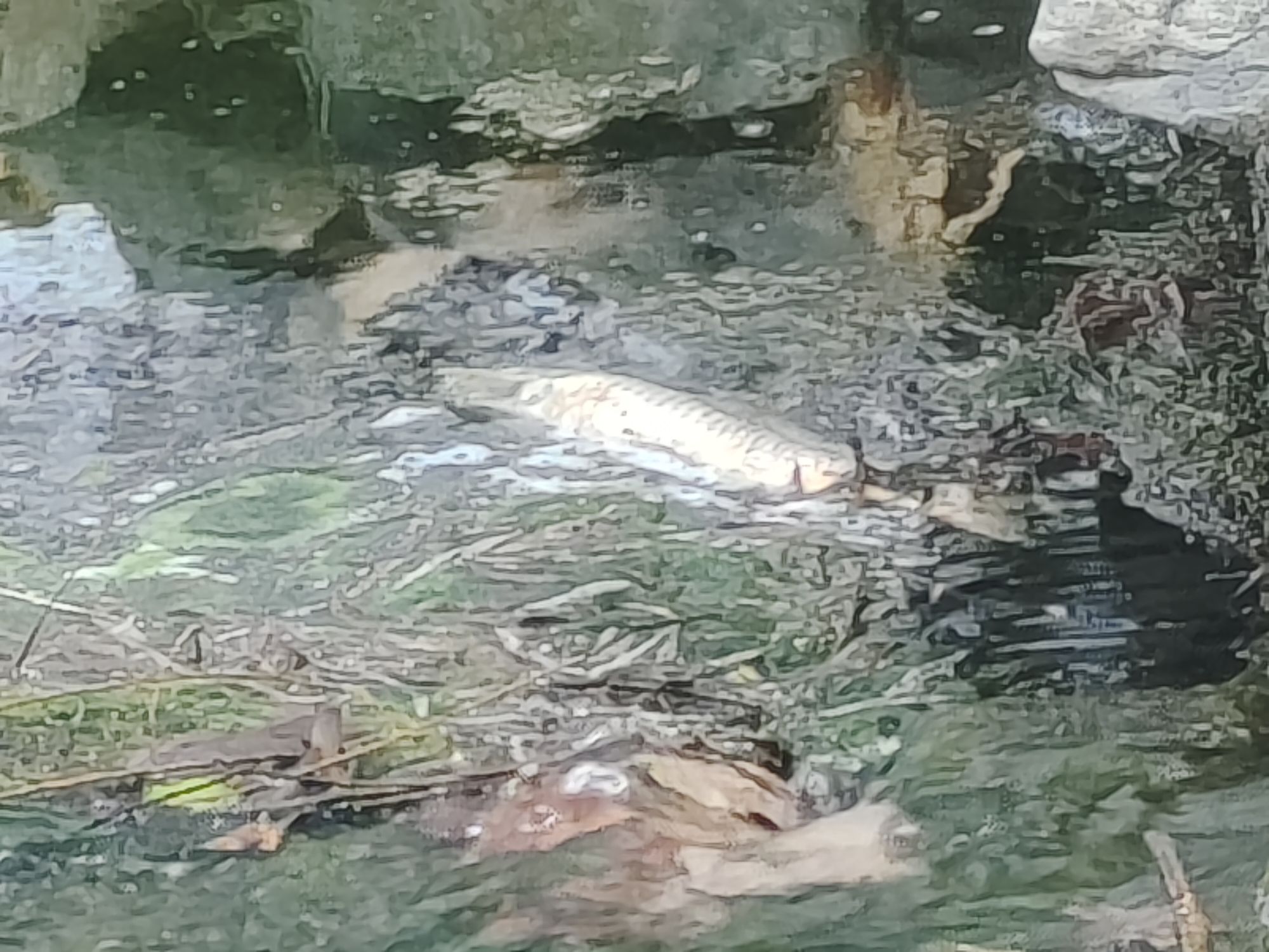 洪范池