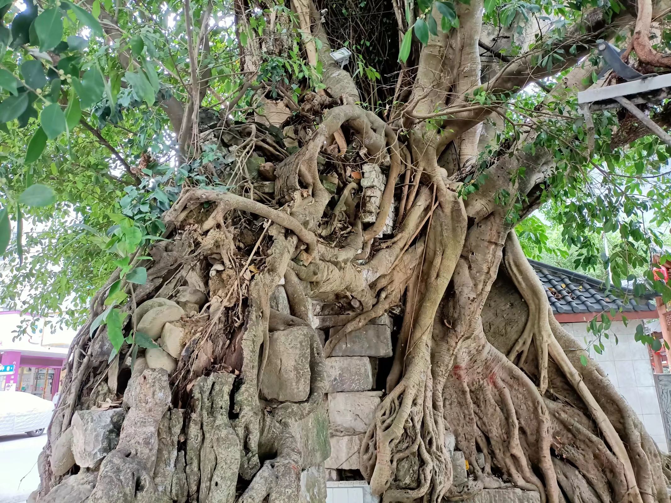 太平桥遗址