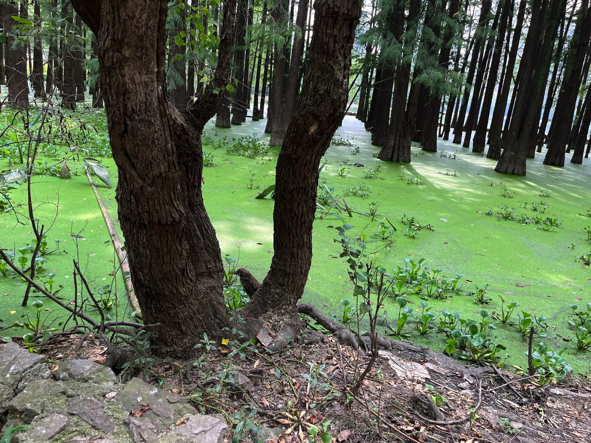 洪山区南湖游园绿道旅行图片