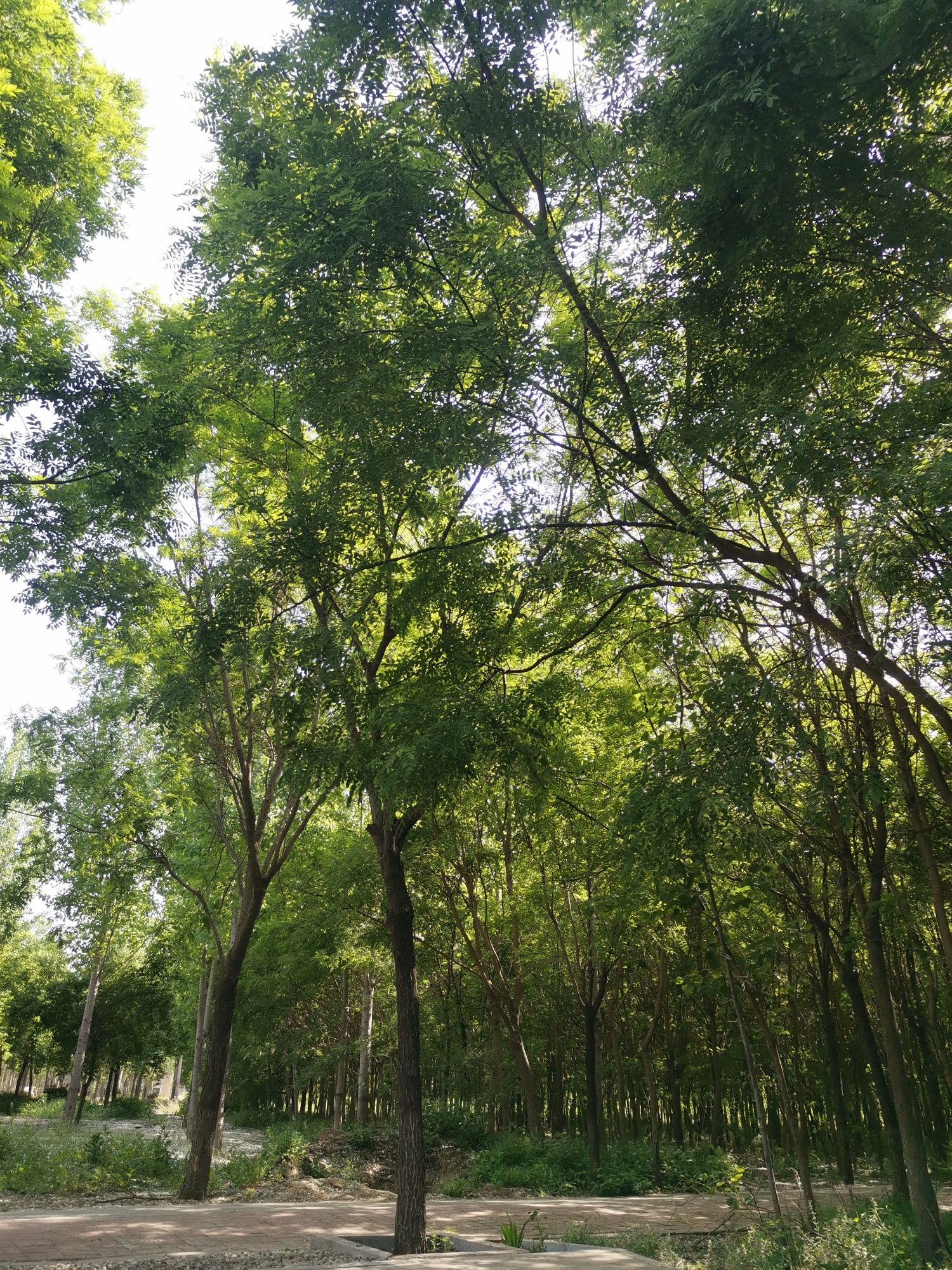 赵州桥森林公园