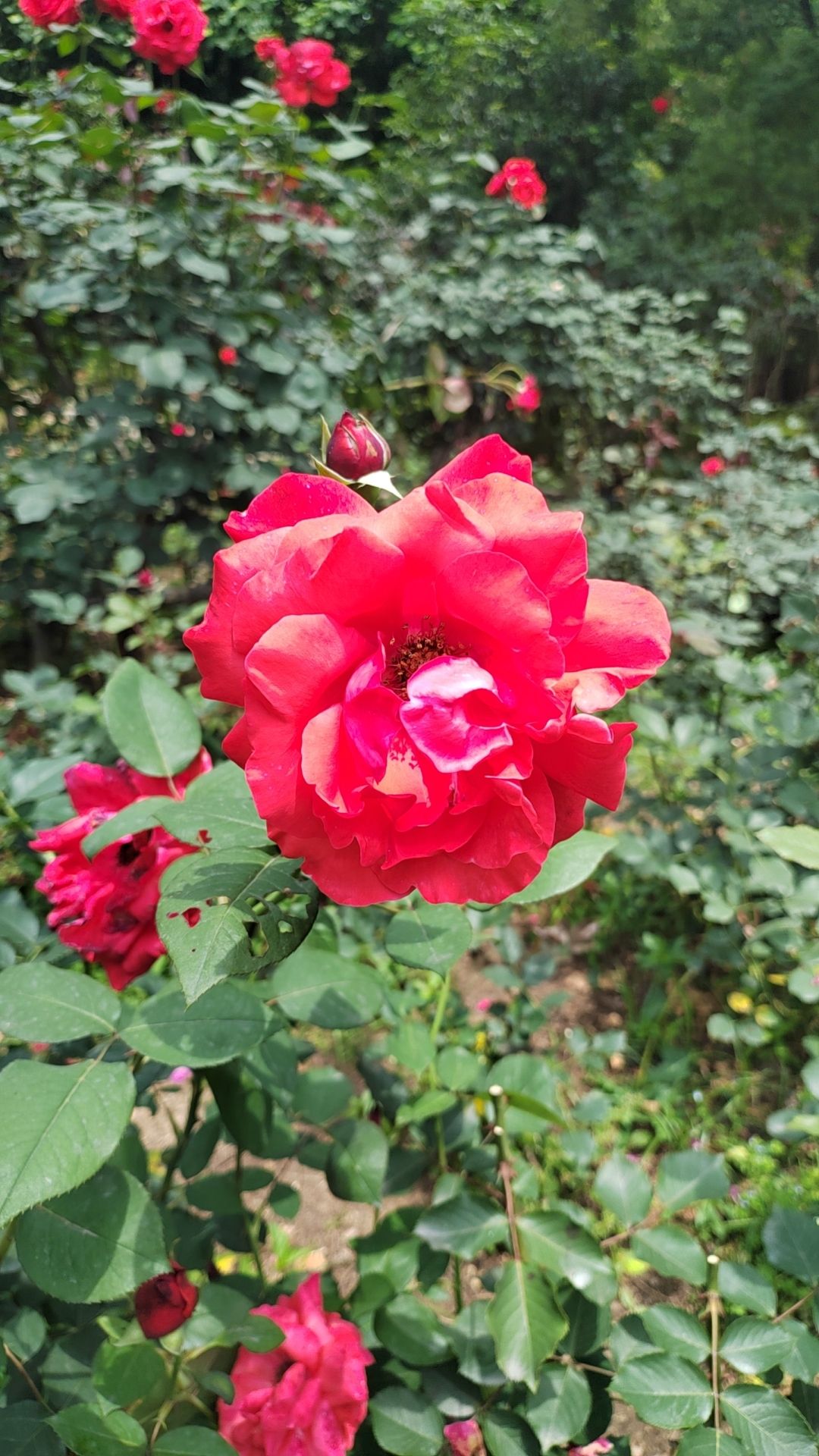 友谊村广场