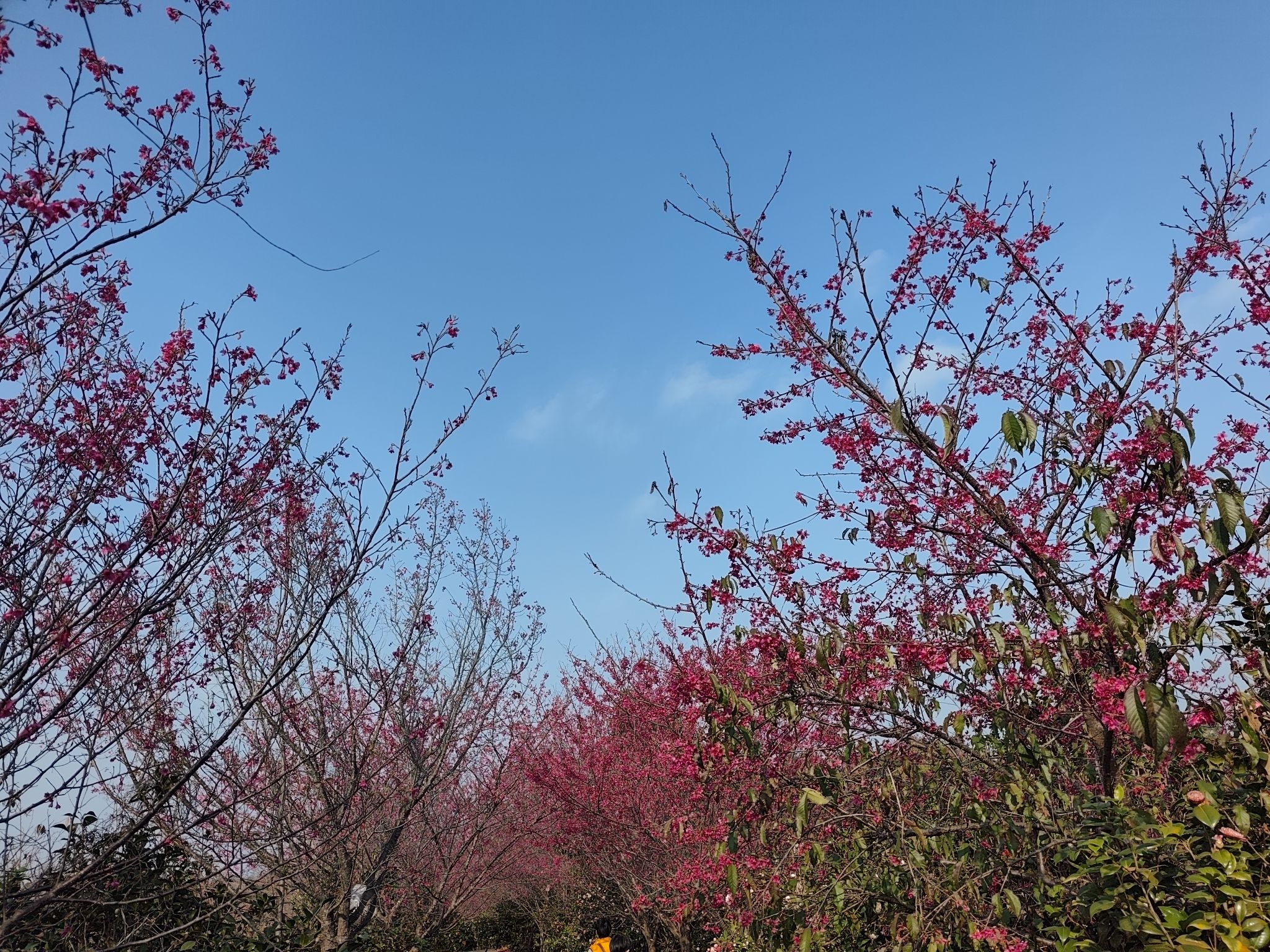 南雄主田镇樱花基地