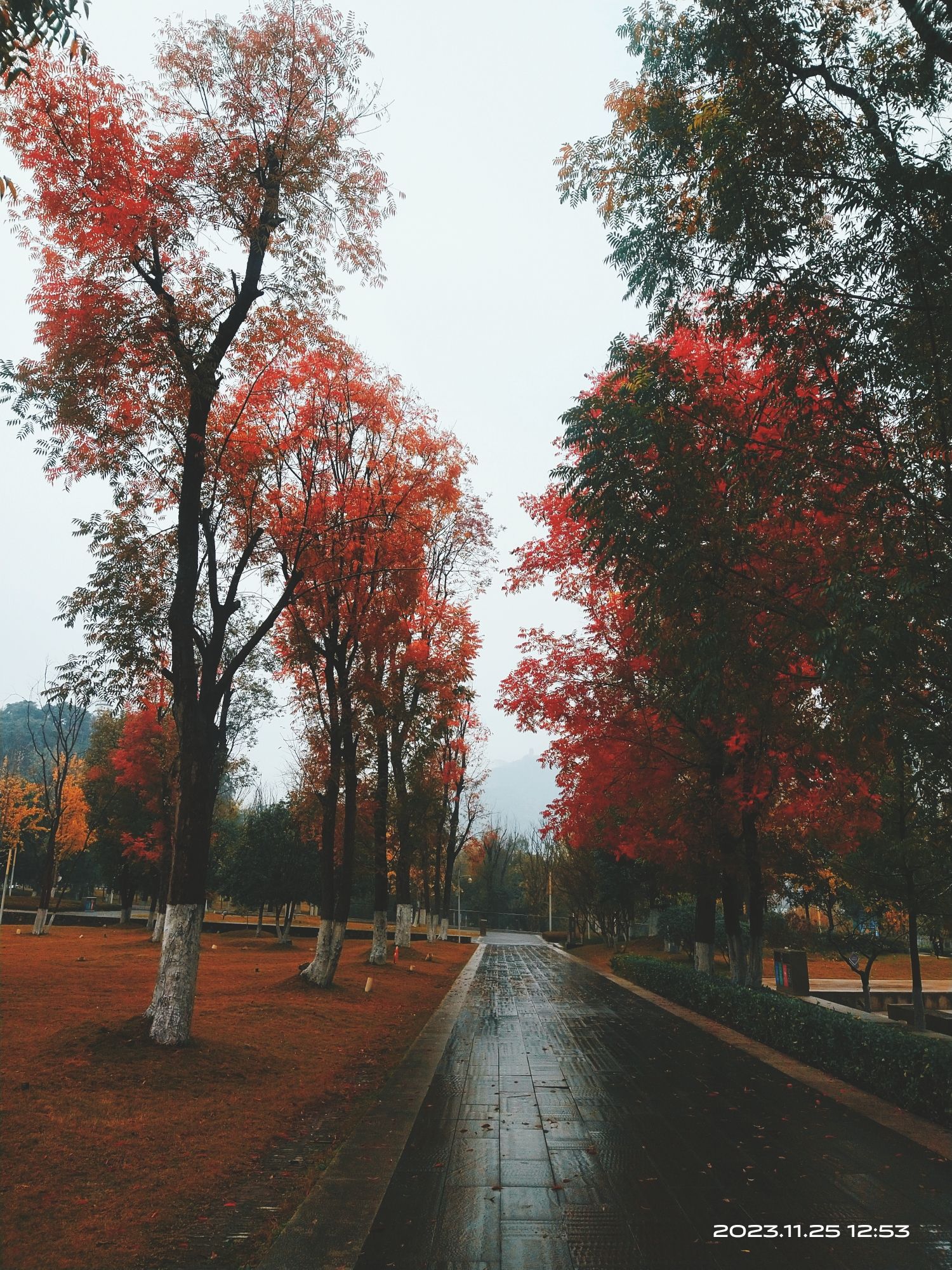 塔沱湿地公园旅行图片
