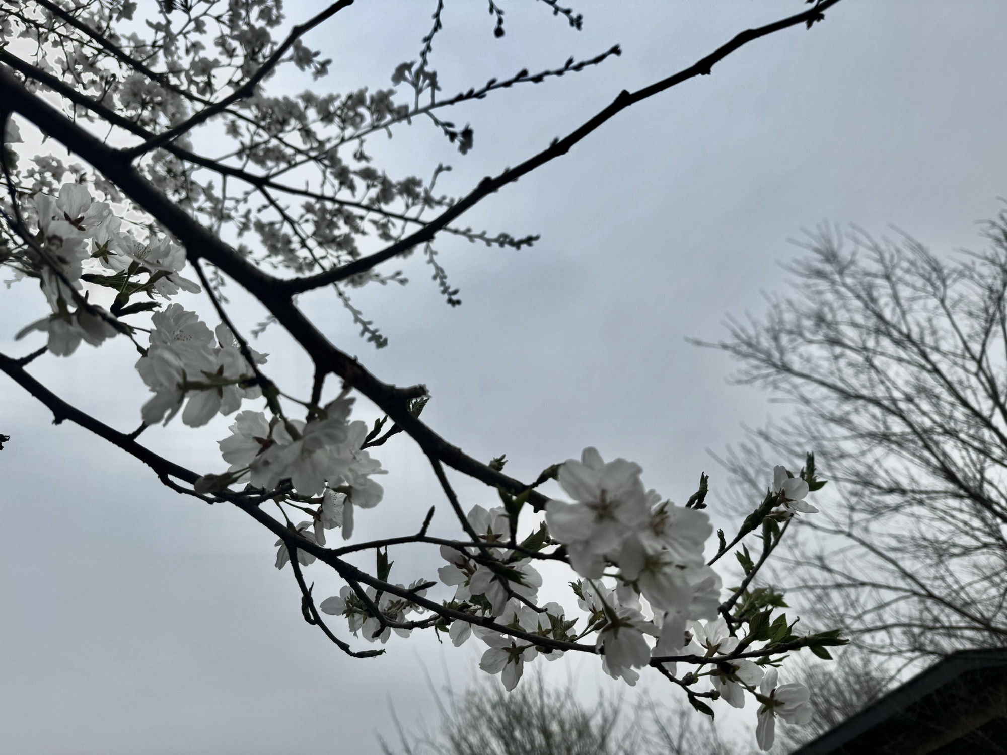 夏禹公园旅行图片