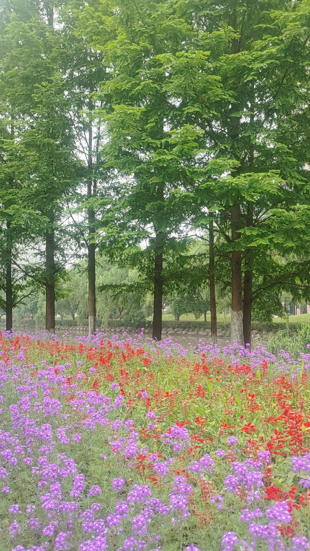 夏禹公园旅行图片