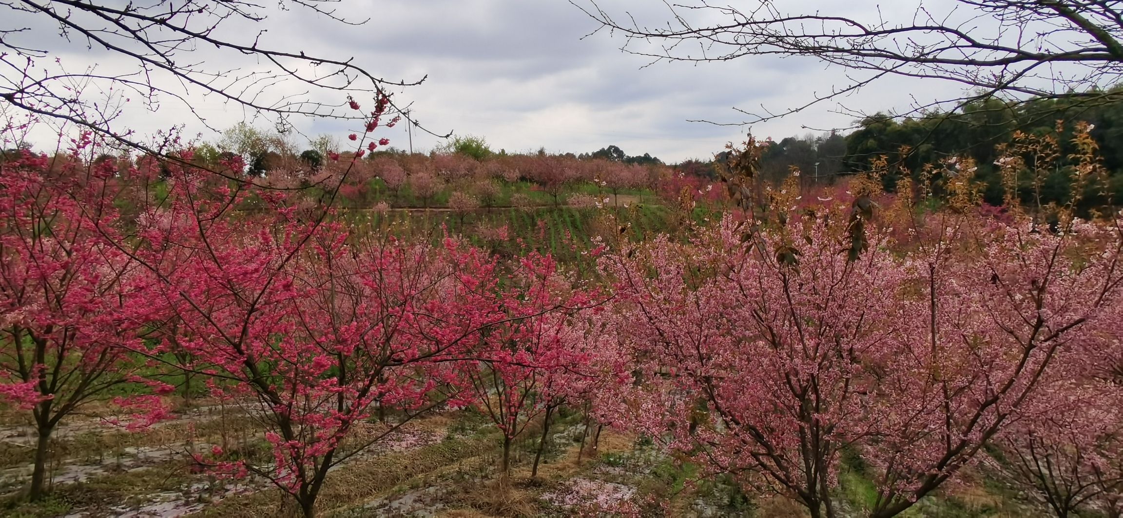 丹林樱花谷