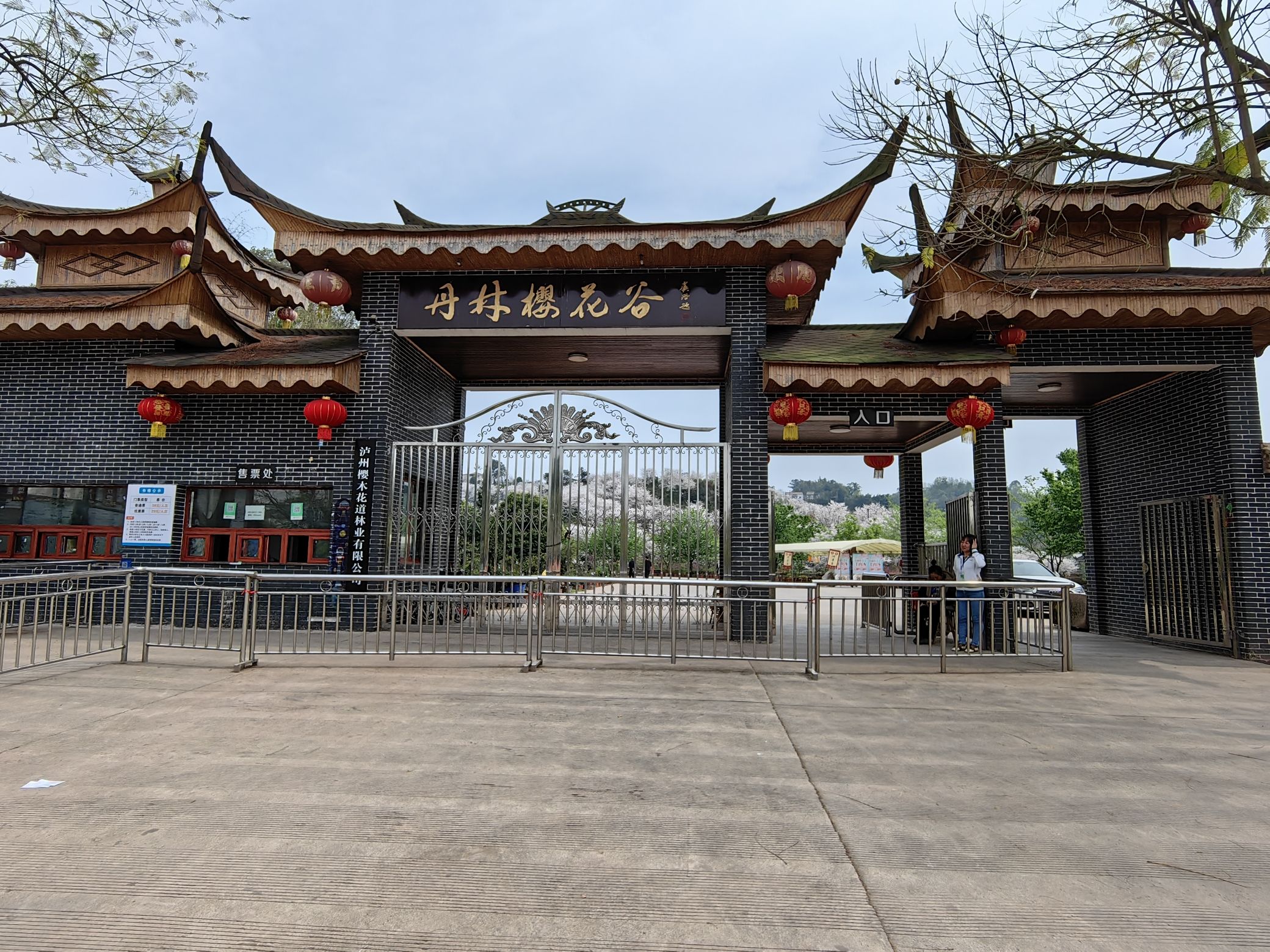 丹林樱花谷旅行图片