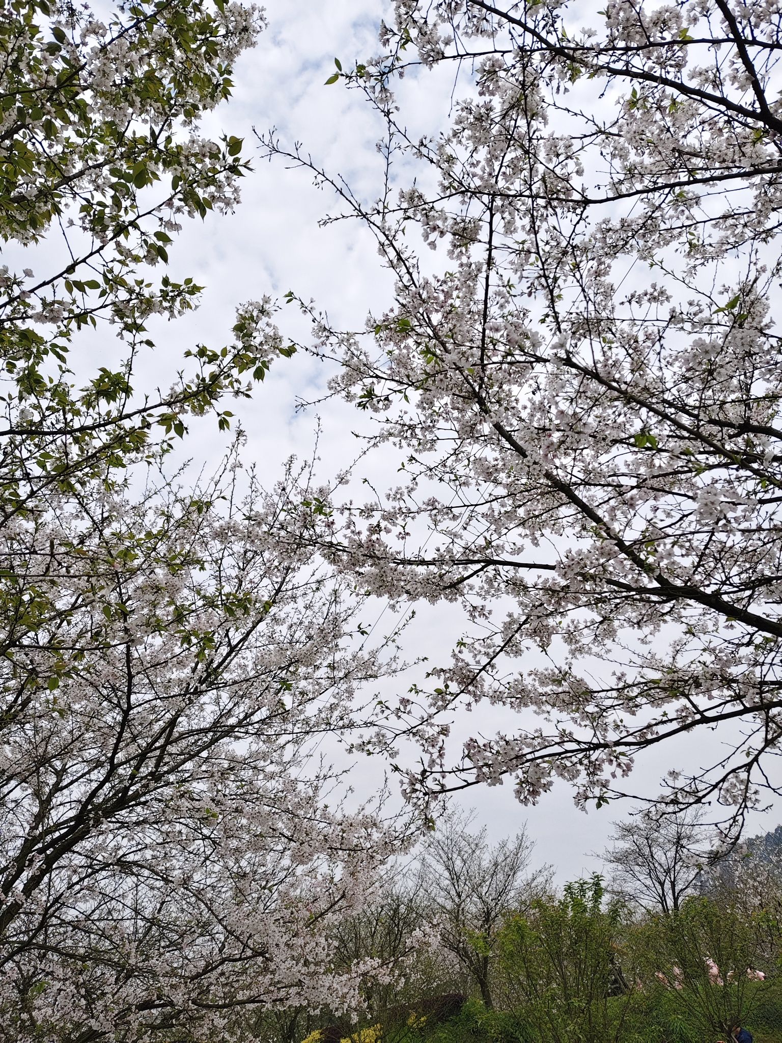 丹林樱花谷旅行图片