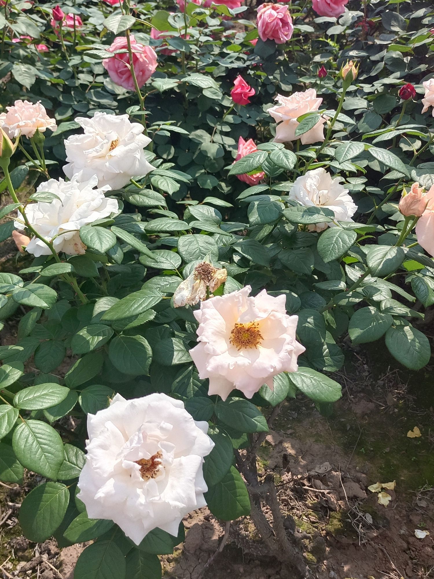 自贡玫瑰海(暂停开放)