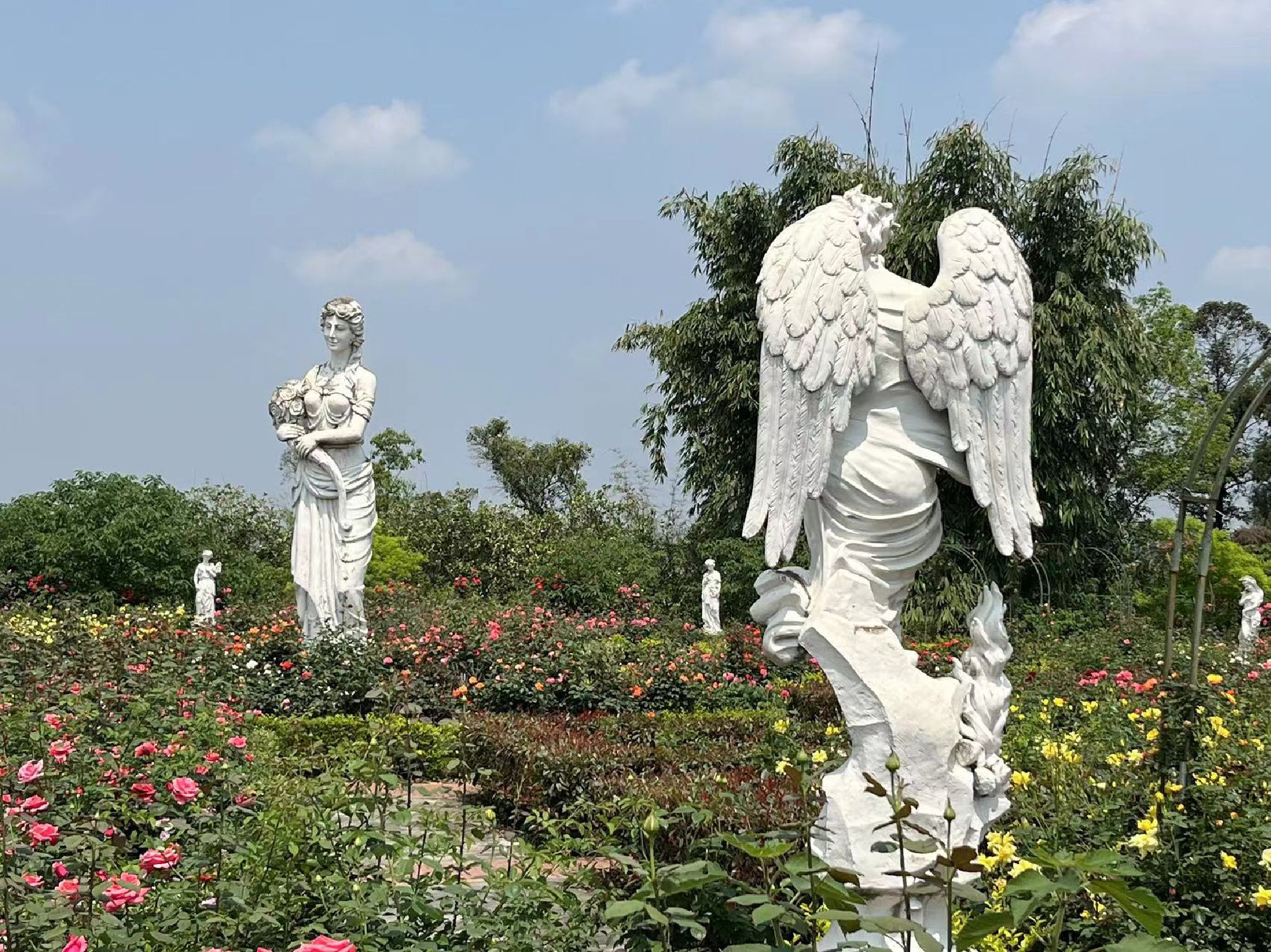 自贡玫瑰海(暂停开放)旅行图片