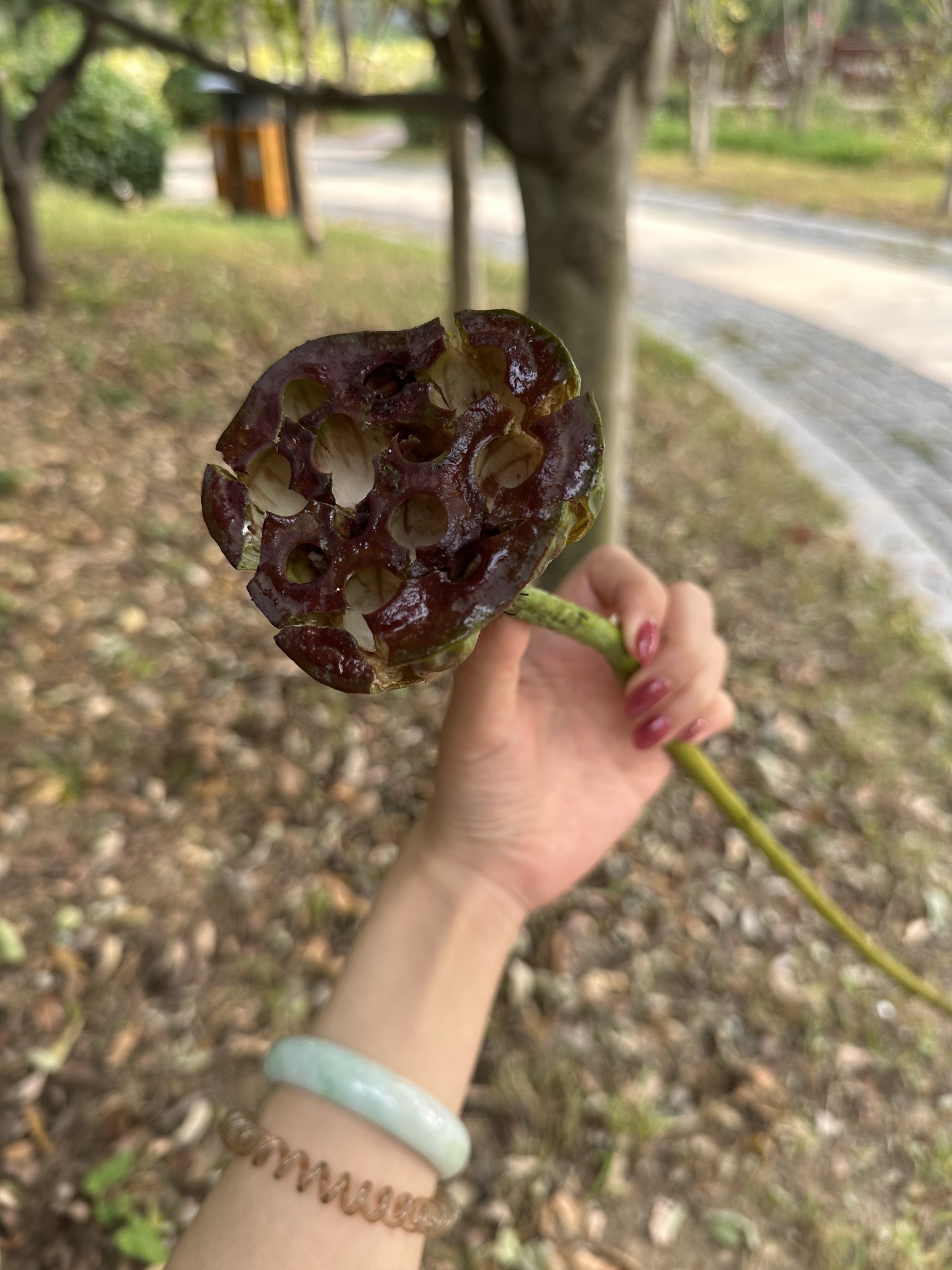 戴河生态园旅行图片