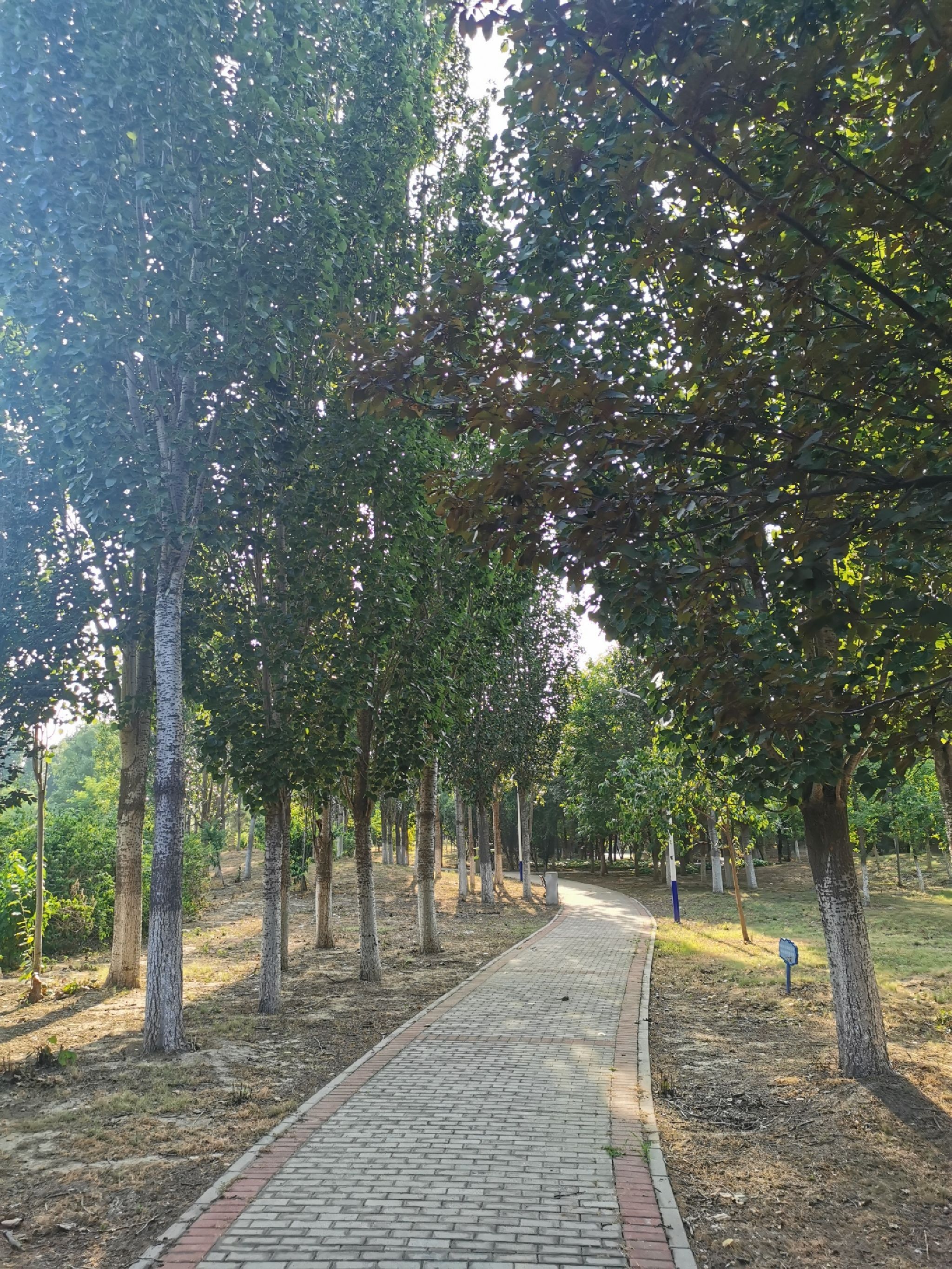 金田公园旅行图片