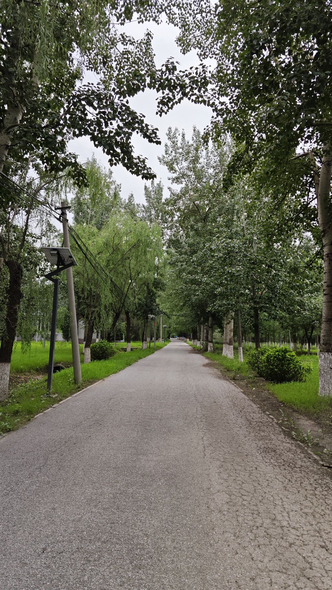 金田公园旅行图片