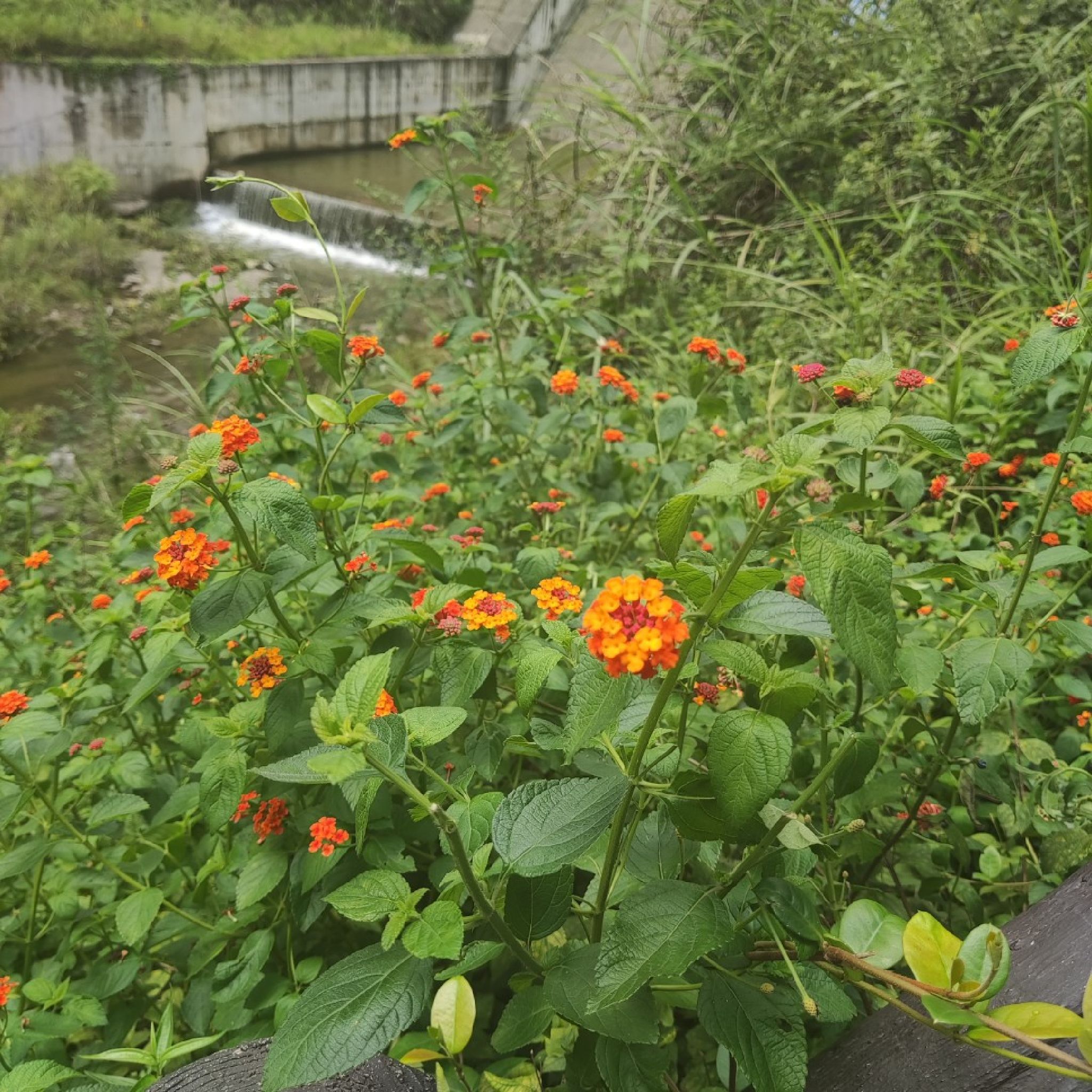 石板河景区旅行图片