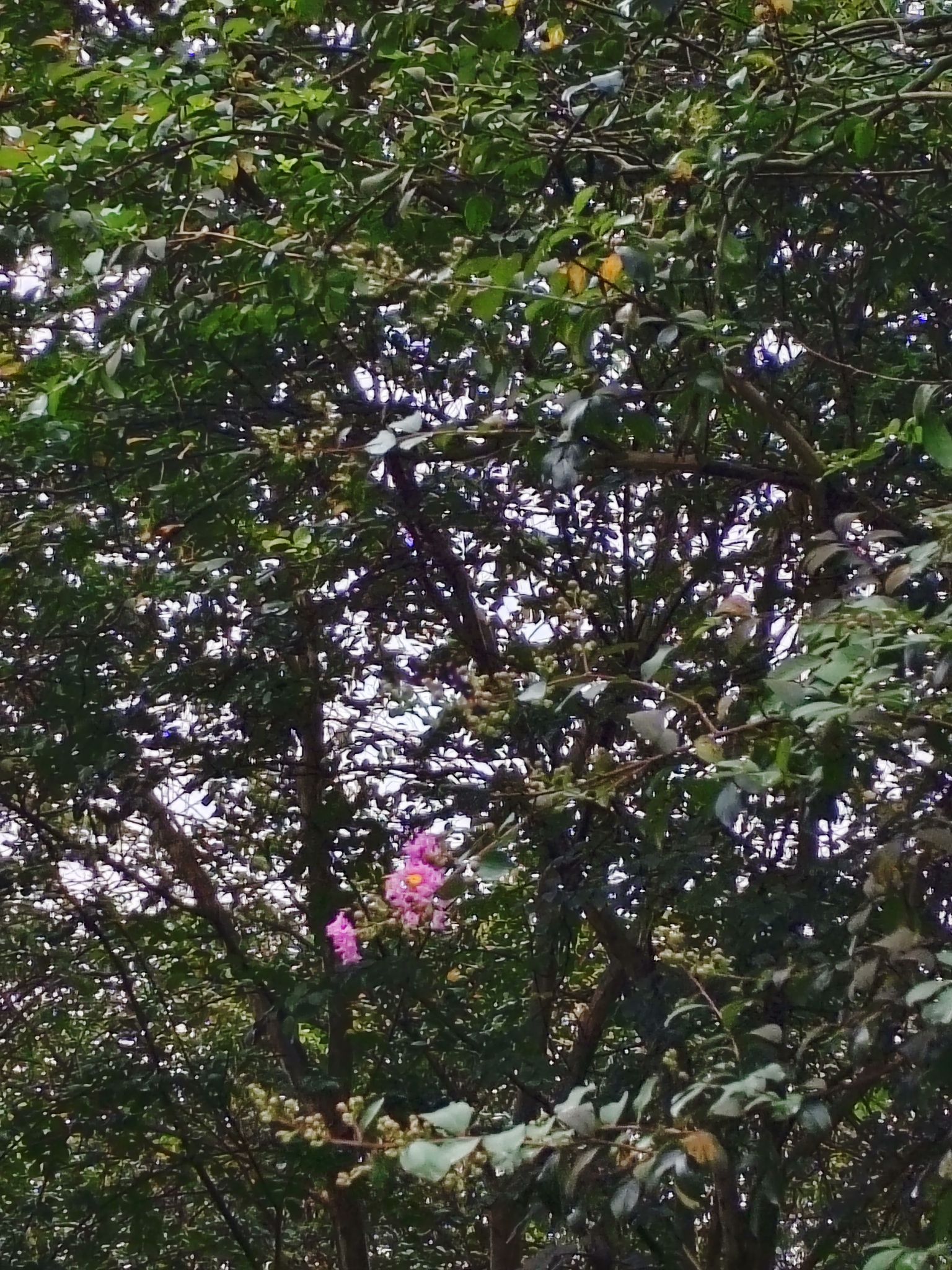 樱薇花美主题公园旅行图片