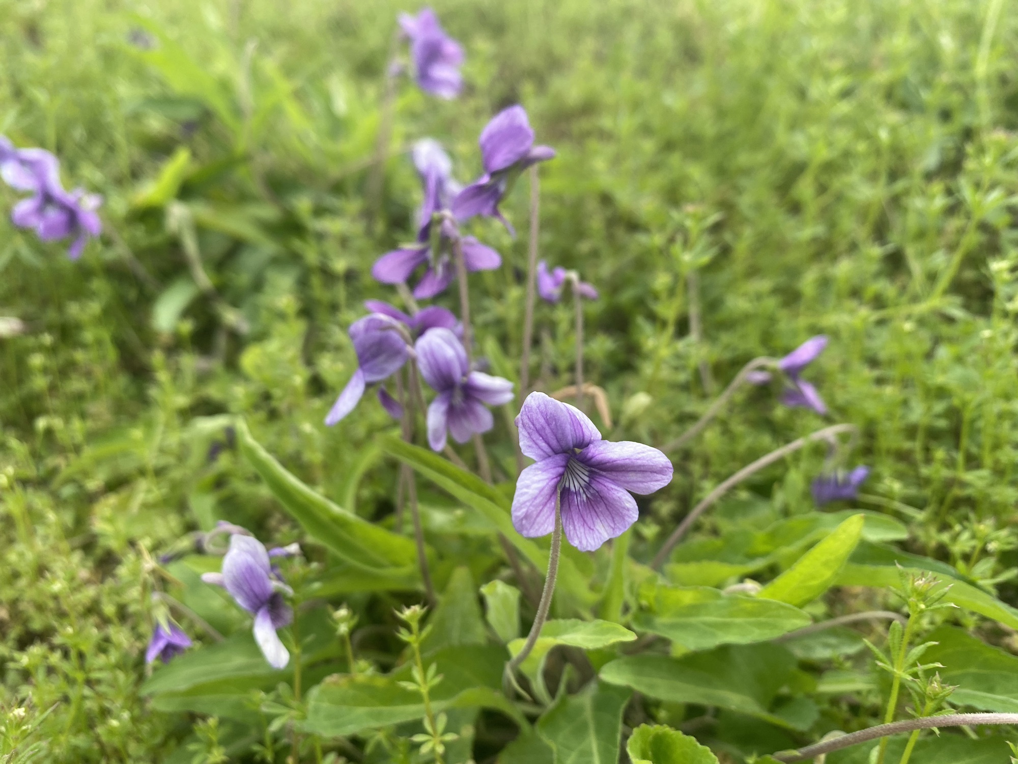 上坪桃花山